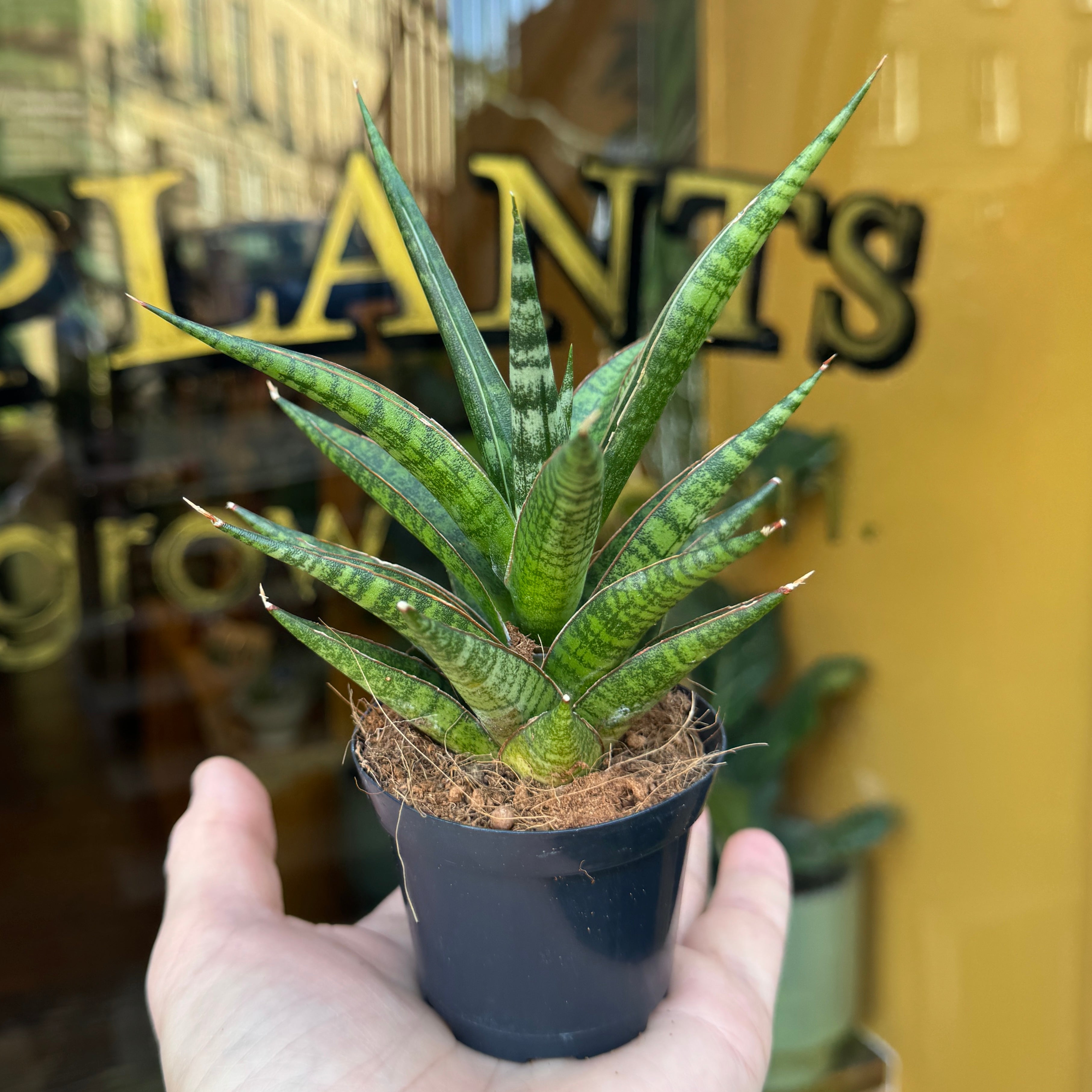 Sansevieria ‘Boogie Woogie'