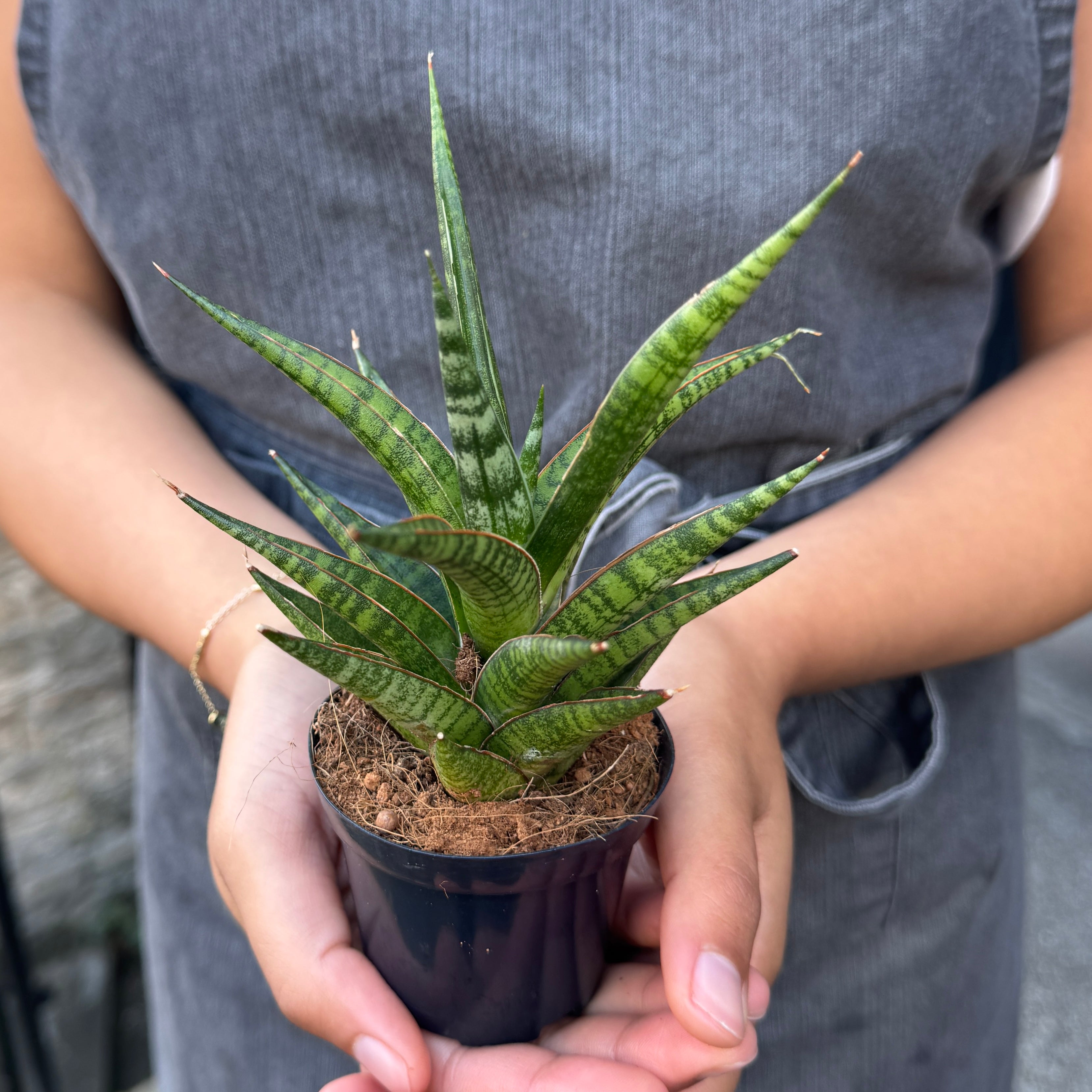 Sansevieria ‘Boogie Woogie'