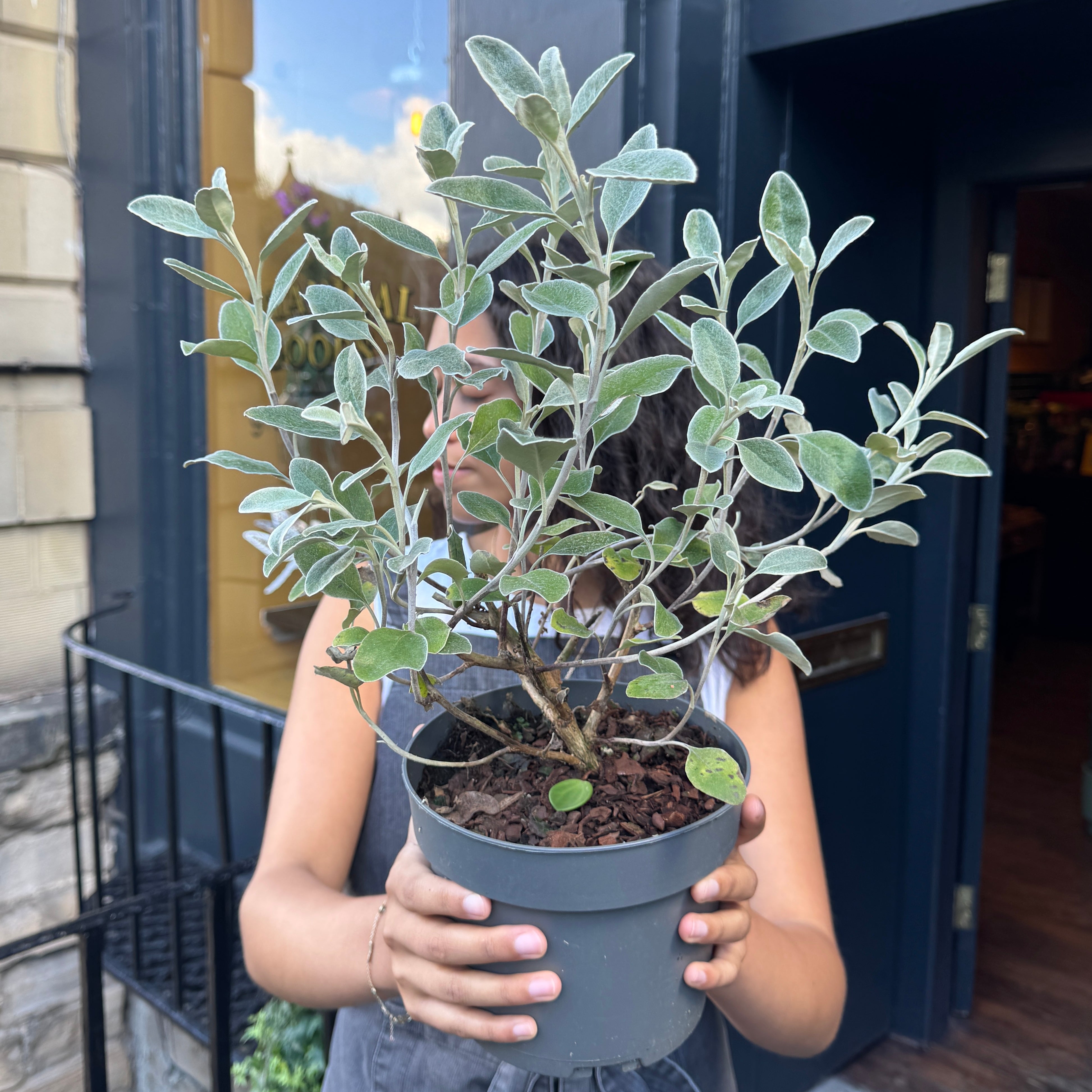 Brachyglottis ‘Grey Sunshine’