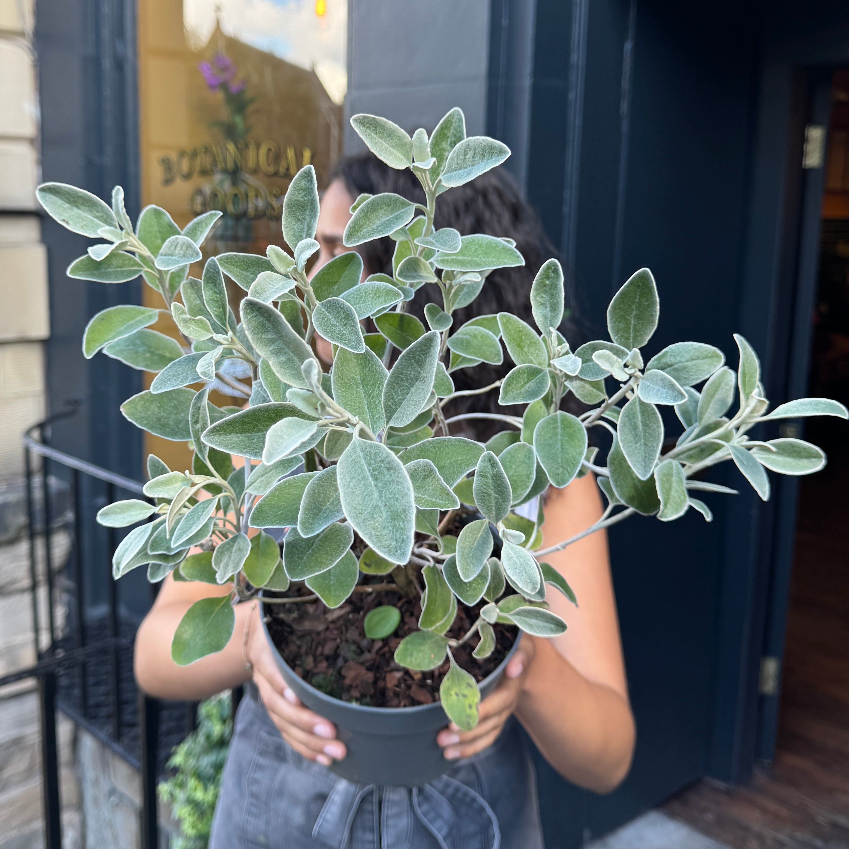 Brachyglottis ‘Grey Sunshine’