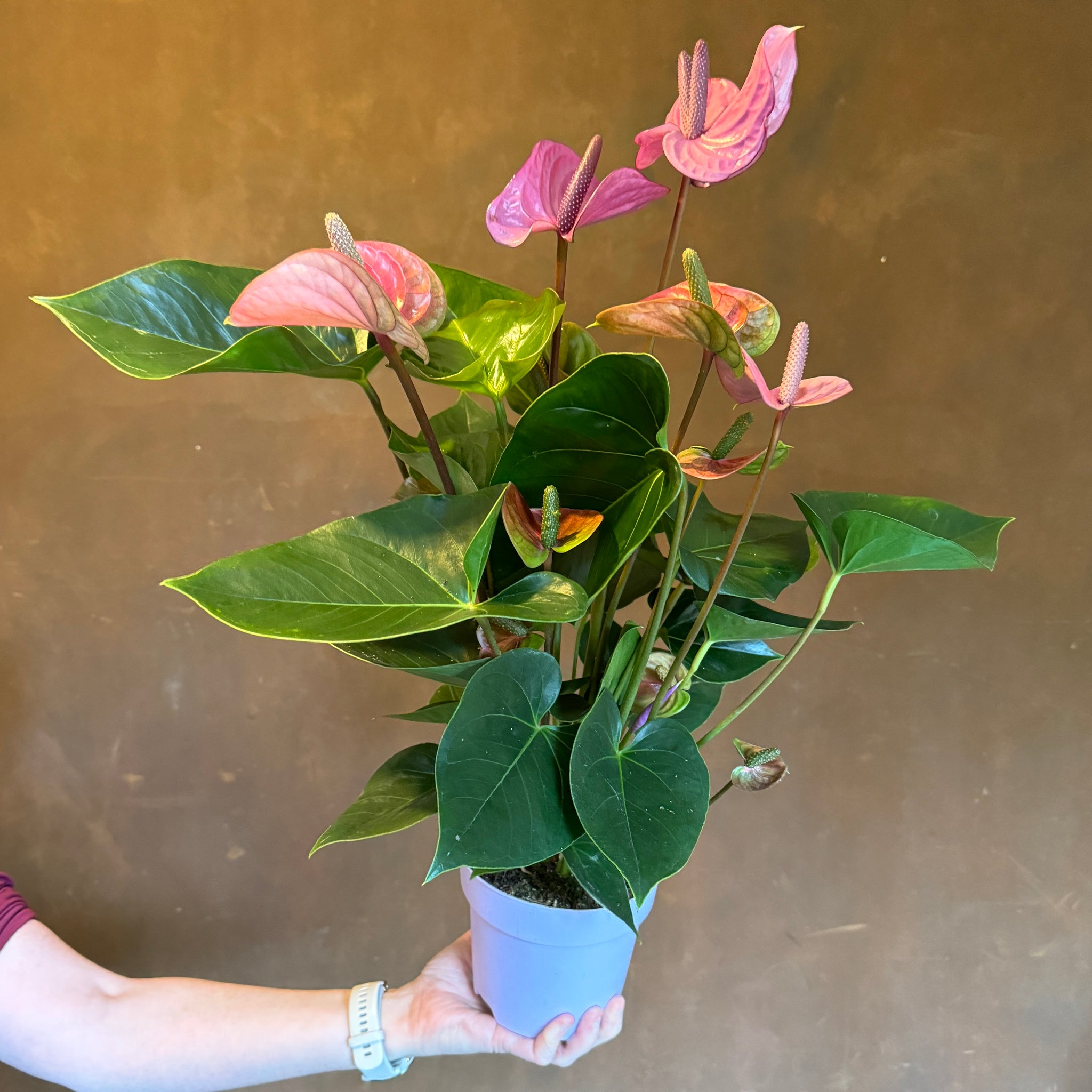 anthurium cavalli purple Anthurium 'Cavalli' | Purple Anthurium