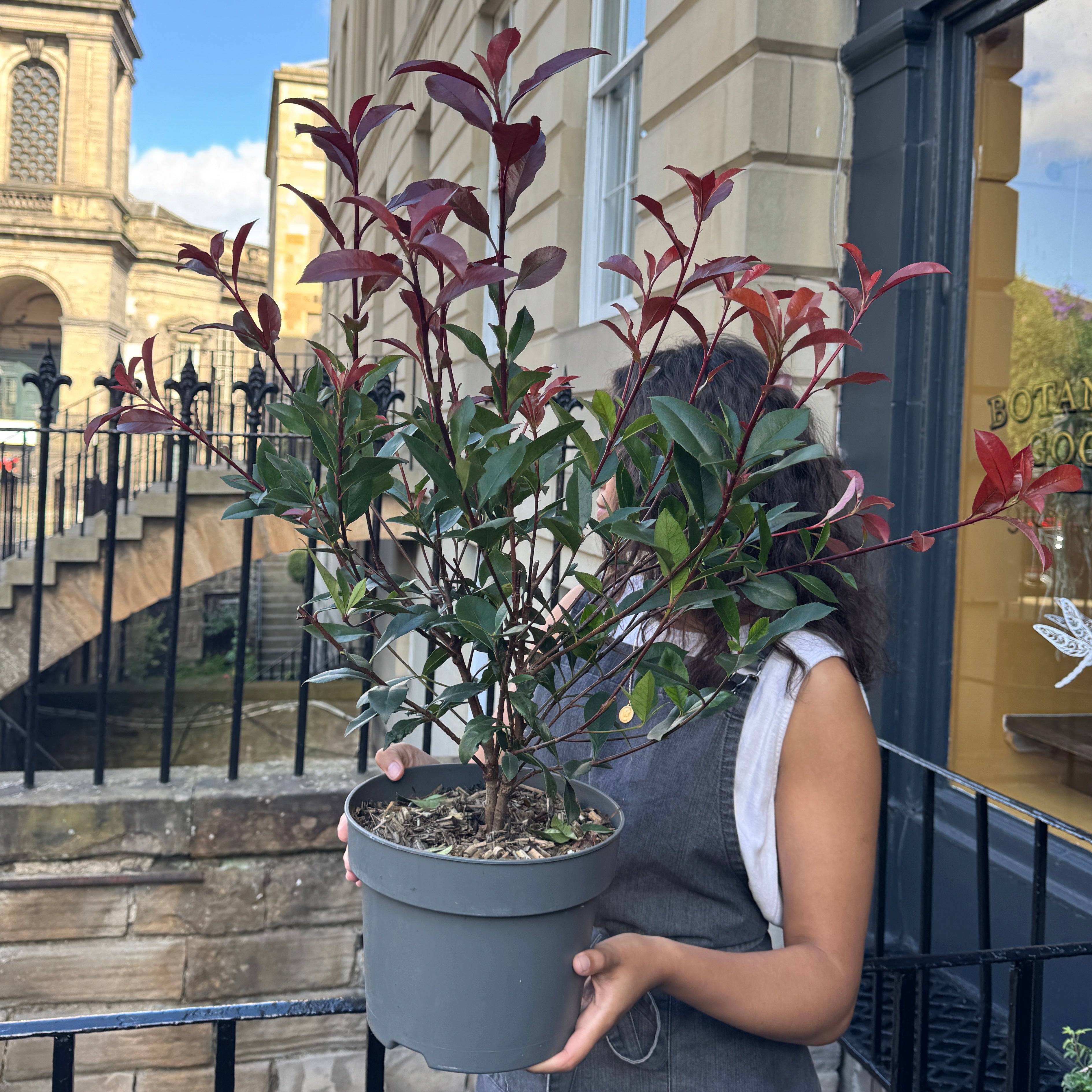 Photinia x fraseri 'Carre Rouge'