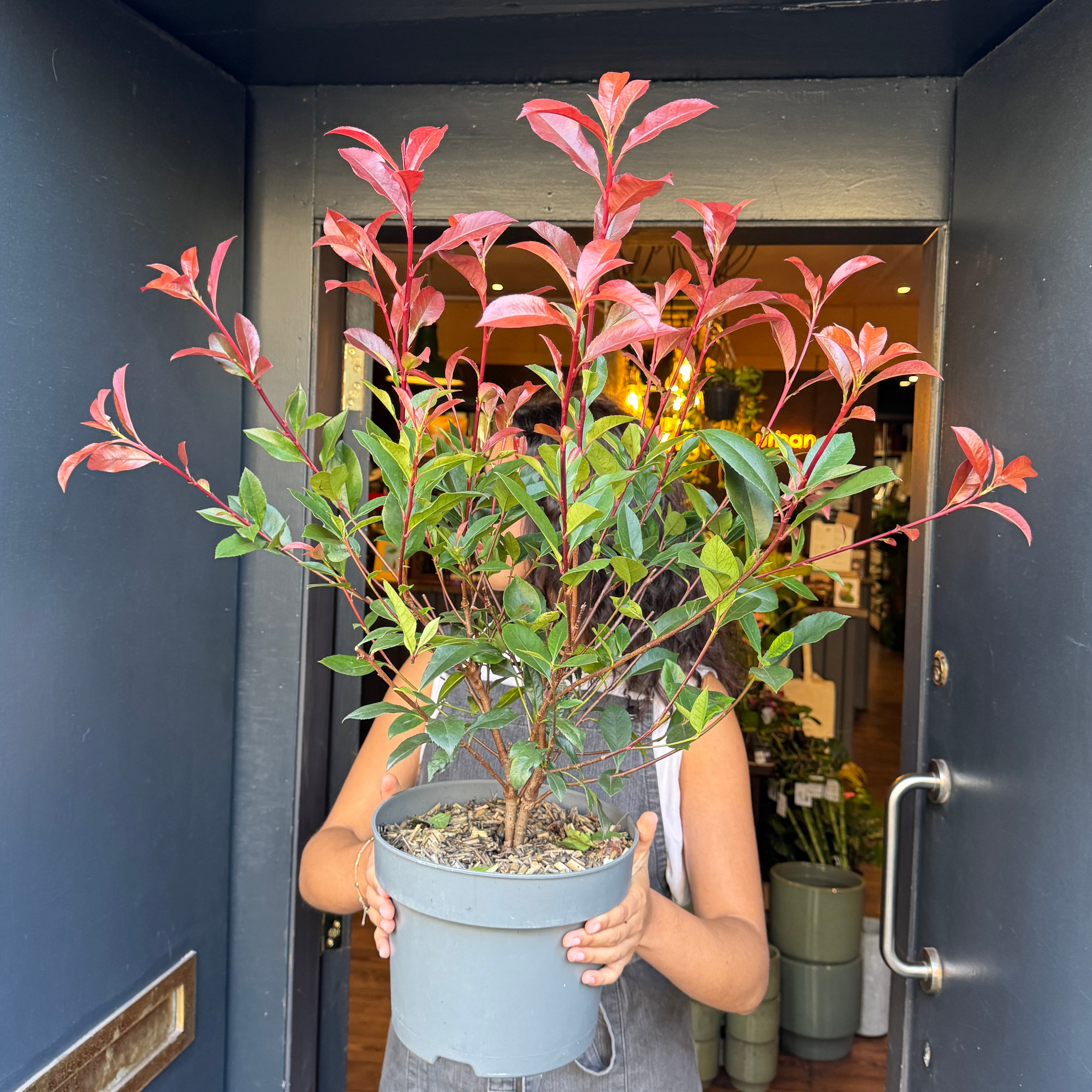 Photinia x fraseri 'Carre Rouge'