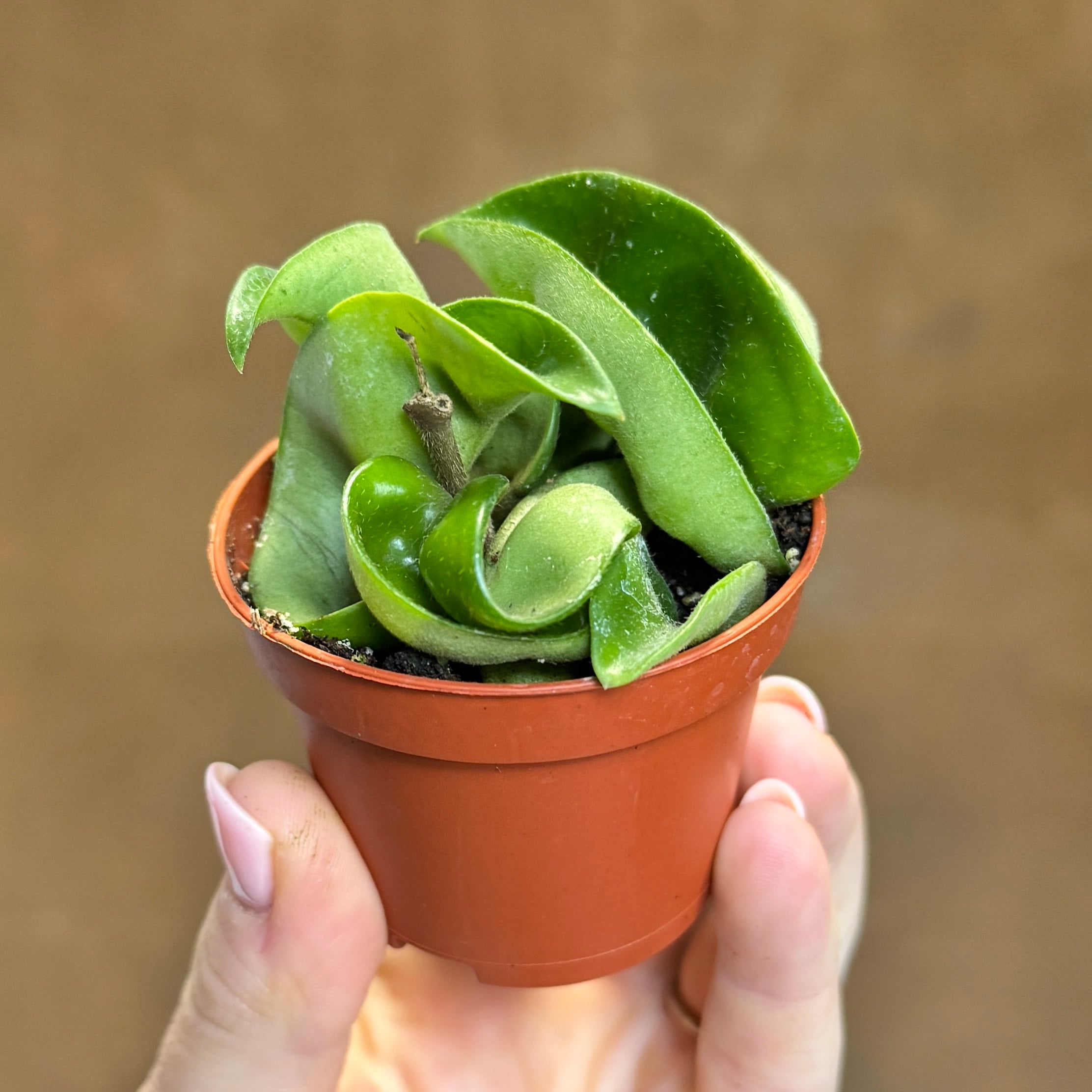 Hoya carnosa ‘Compacta’ (mini)