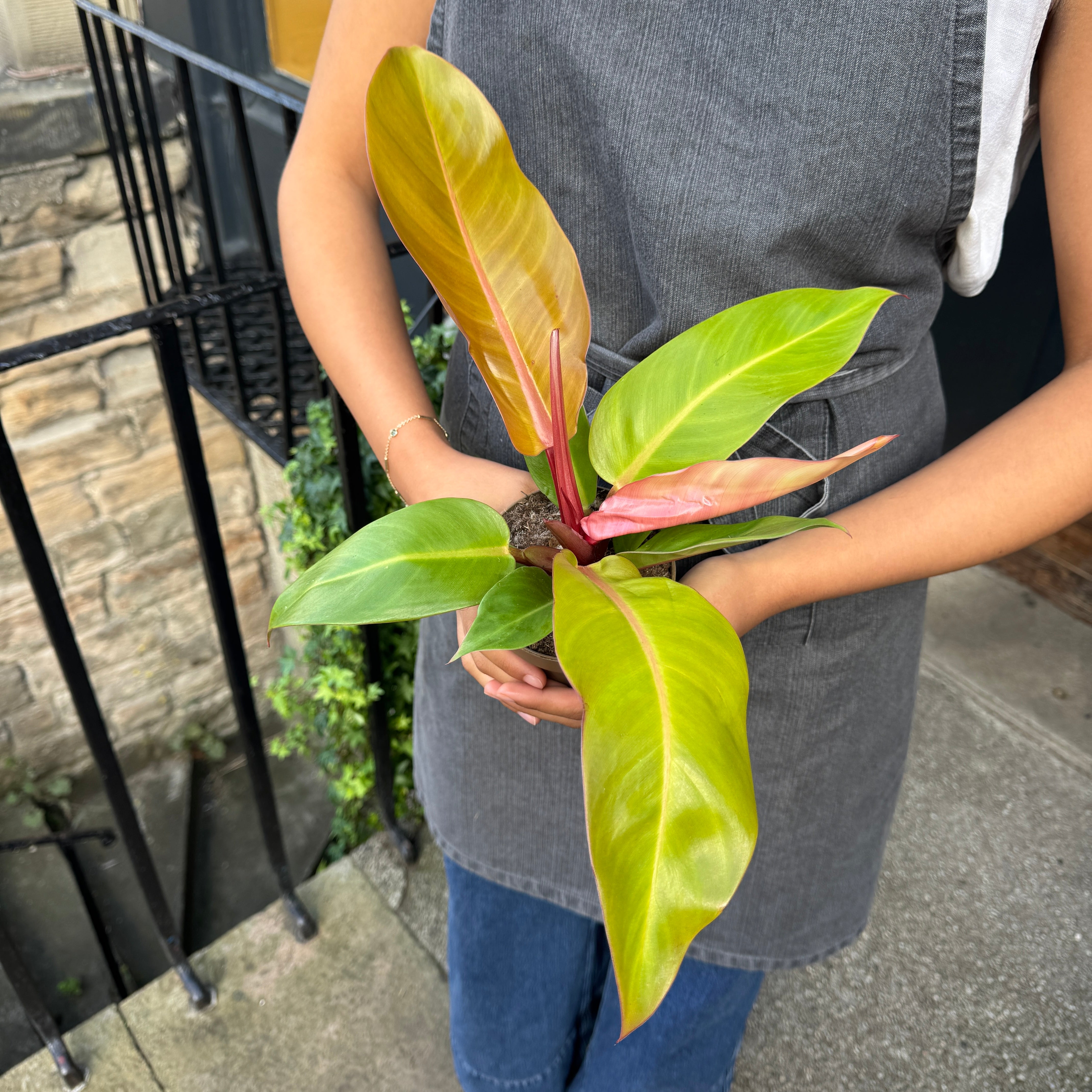 Philodendron ‘Prince of Orange’