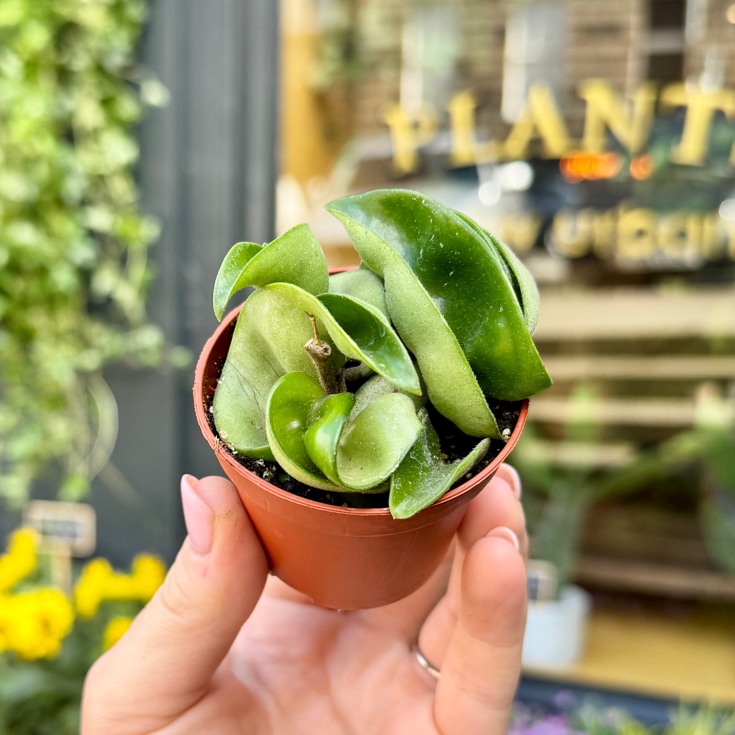 Hoya carnosa ‘Compacta’ (mini)