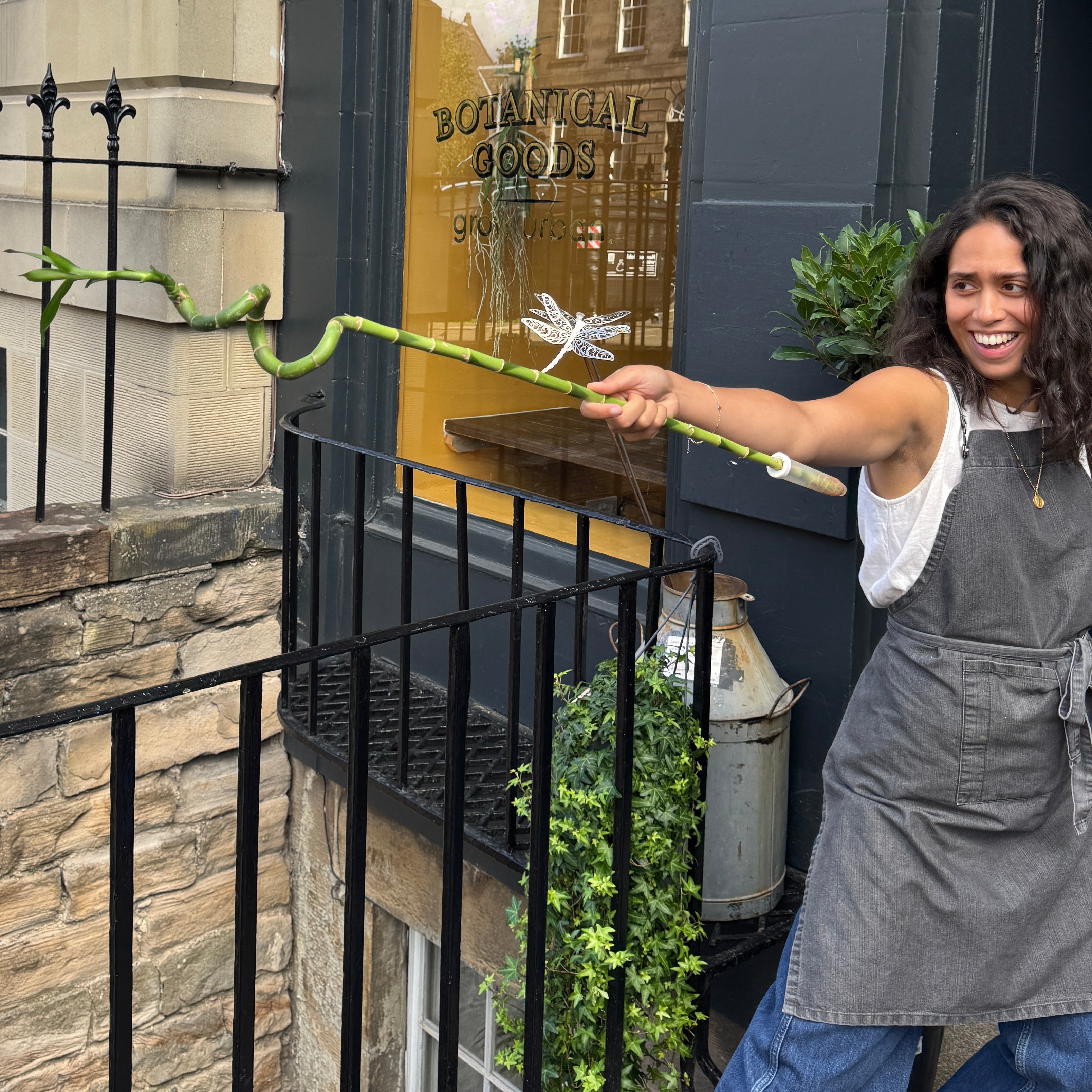 Lucky Bamboo in Tube (90cm)