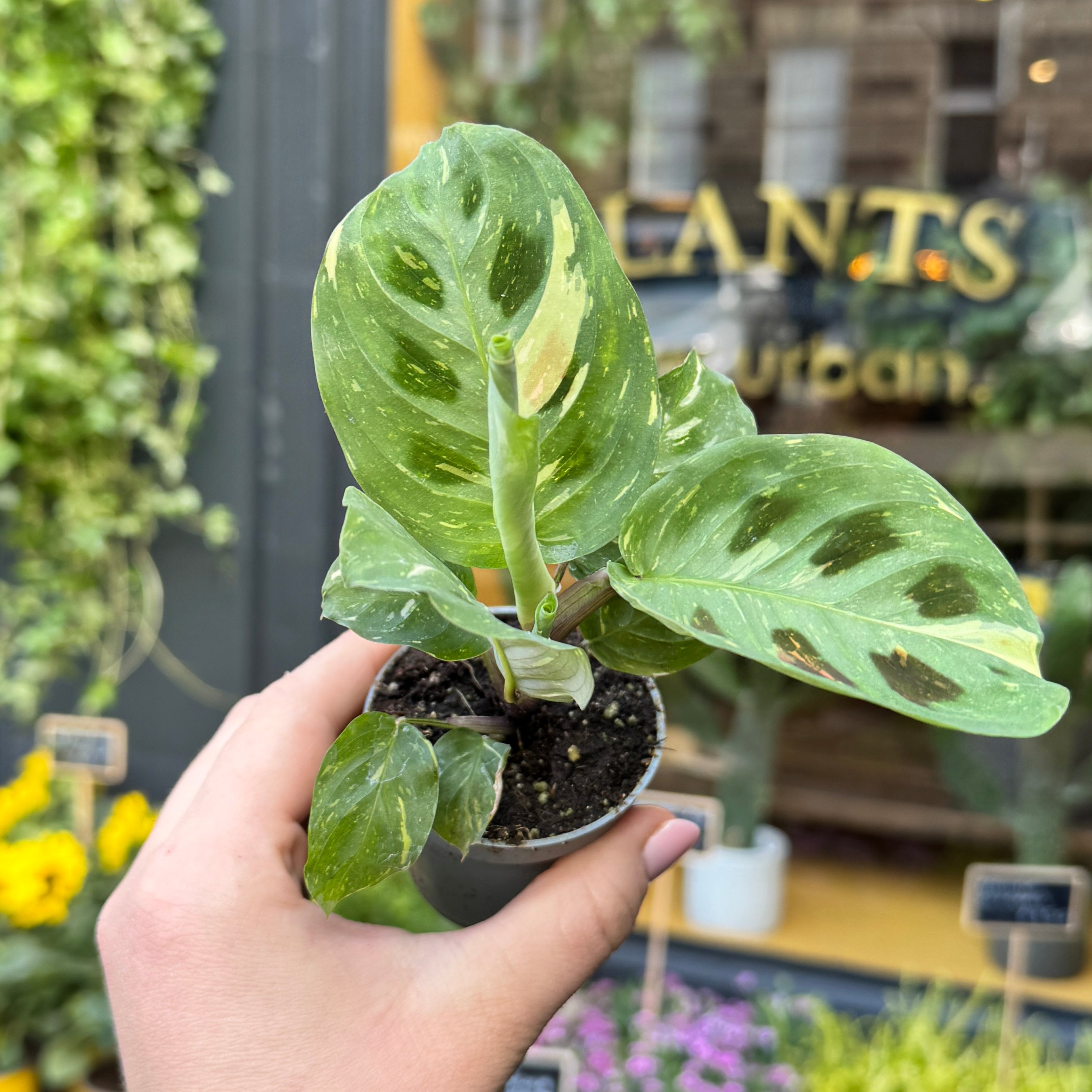 Maranta leuconeura var. kerchoveana ‘Variegata’ (mini)