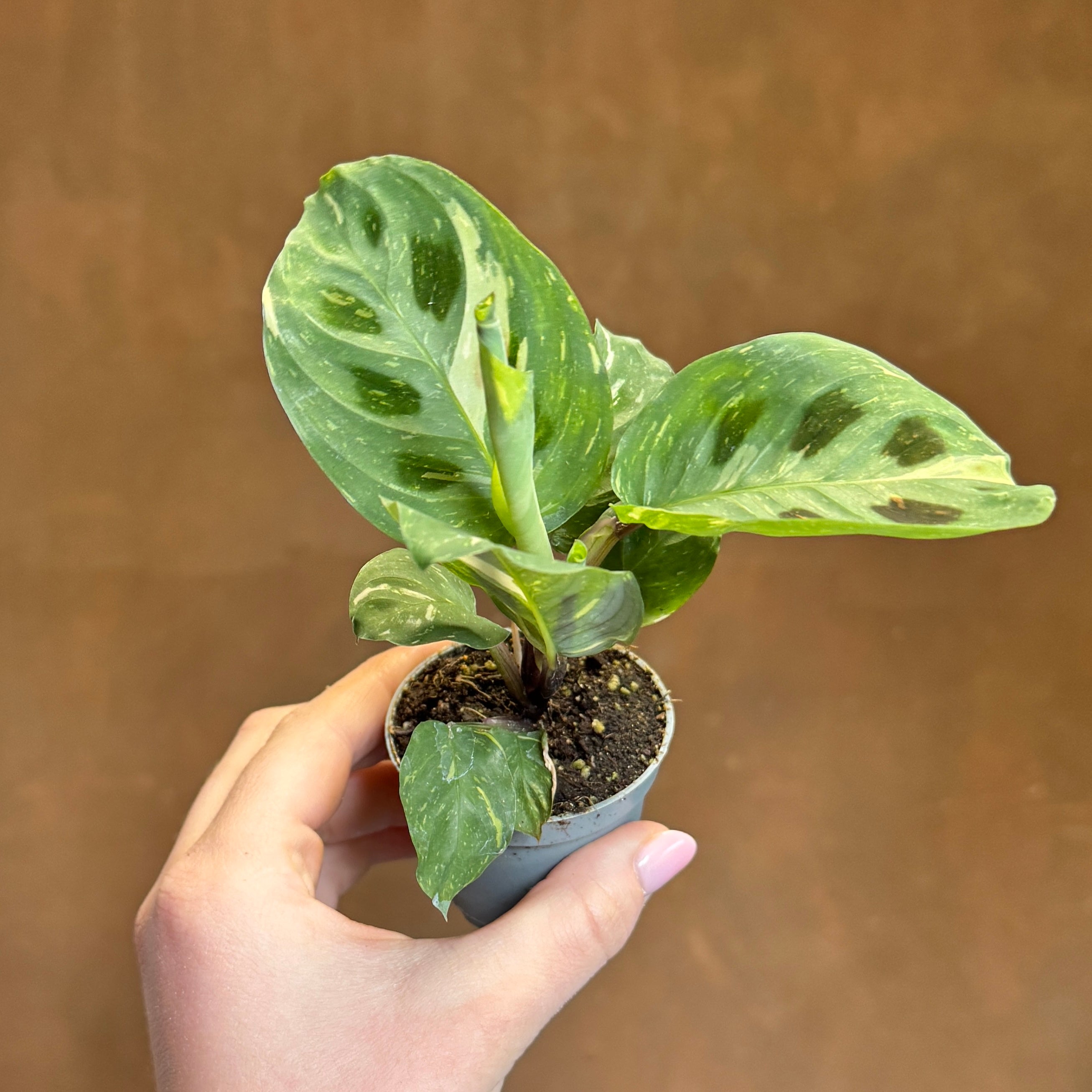 Maranta leuconeura var. kerchoveana ‘Variegata’ (mini)