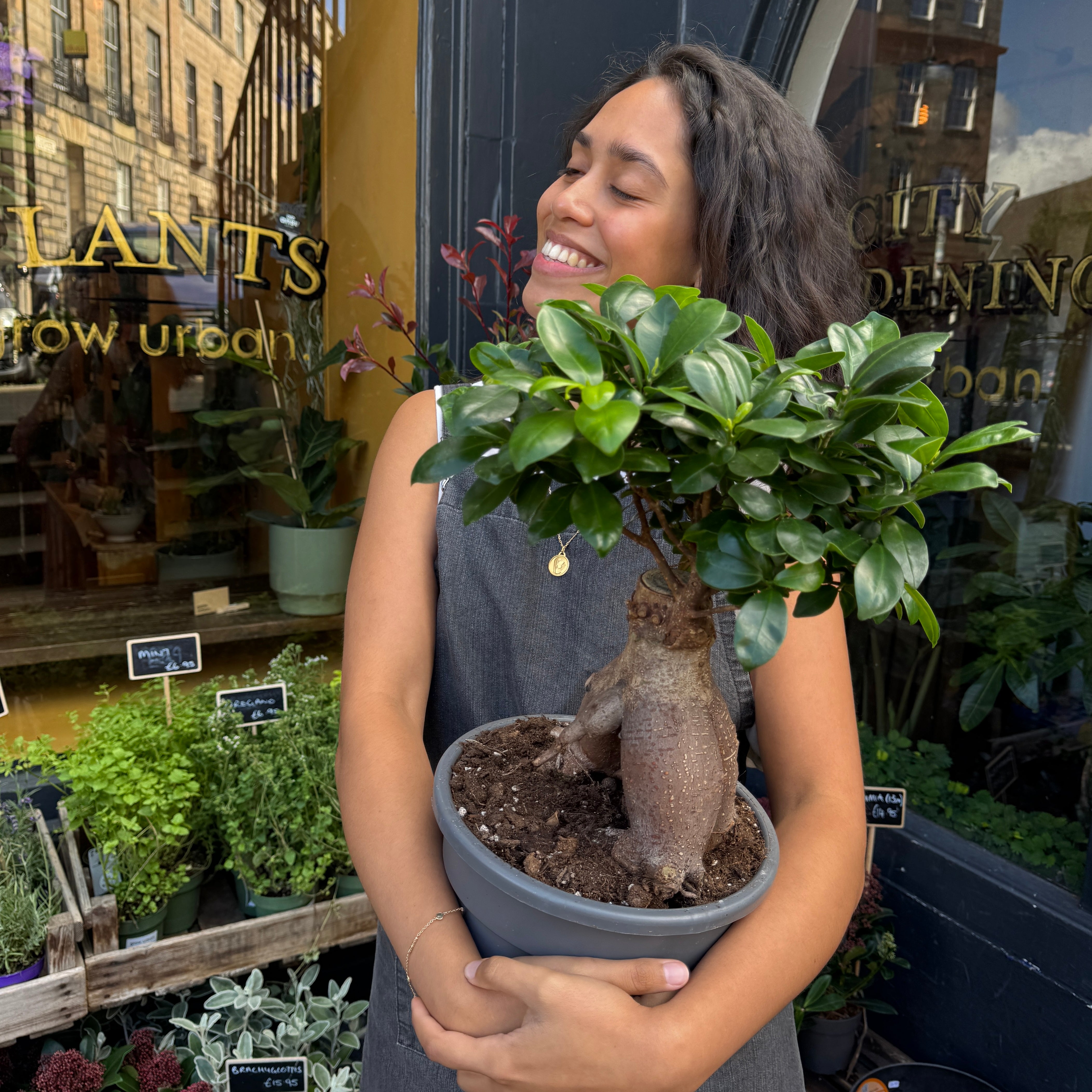 Ficus microcarpa ‘Ginseng’ (23cm pot)