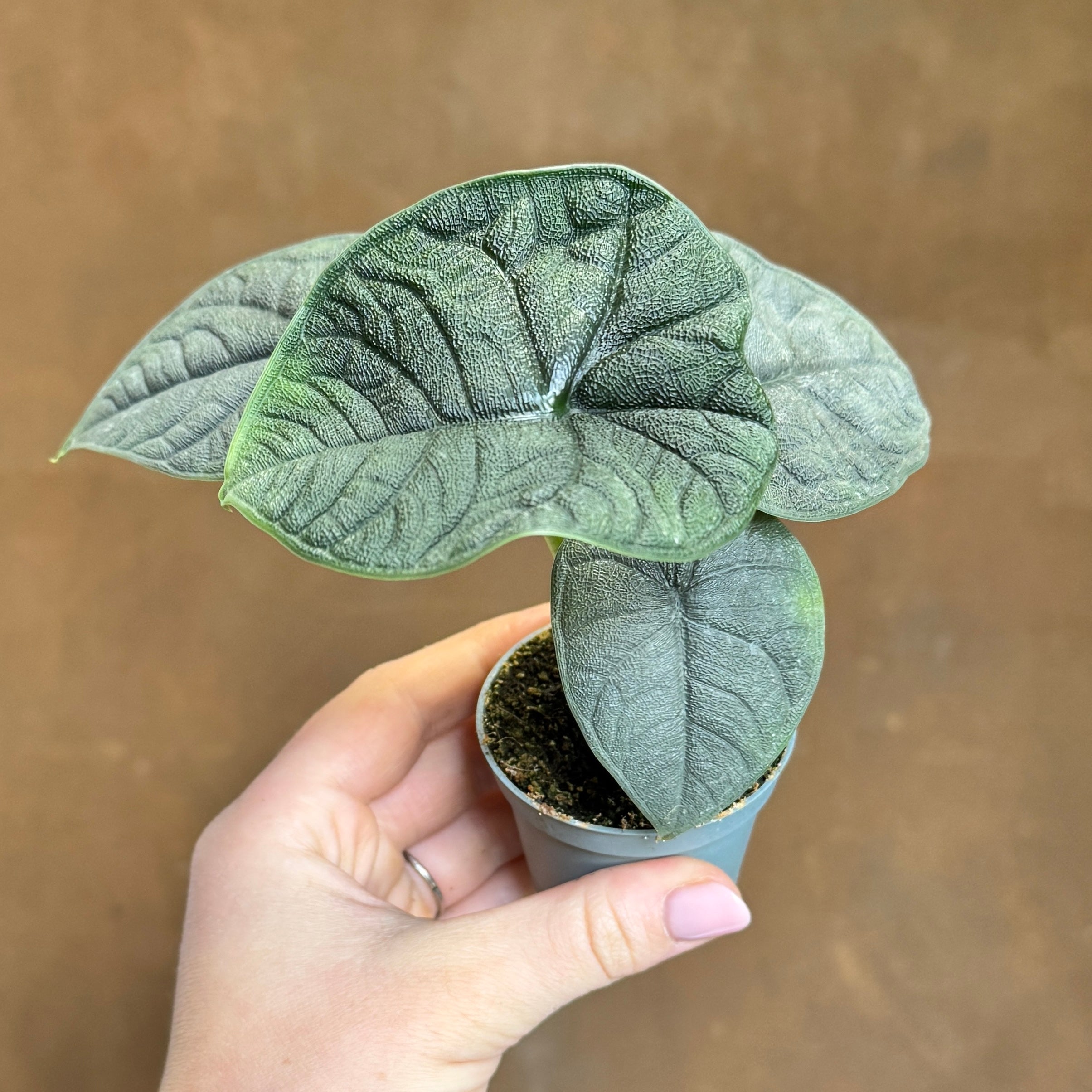 Alocasia ‘Melo' (mini)