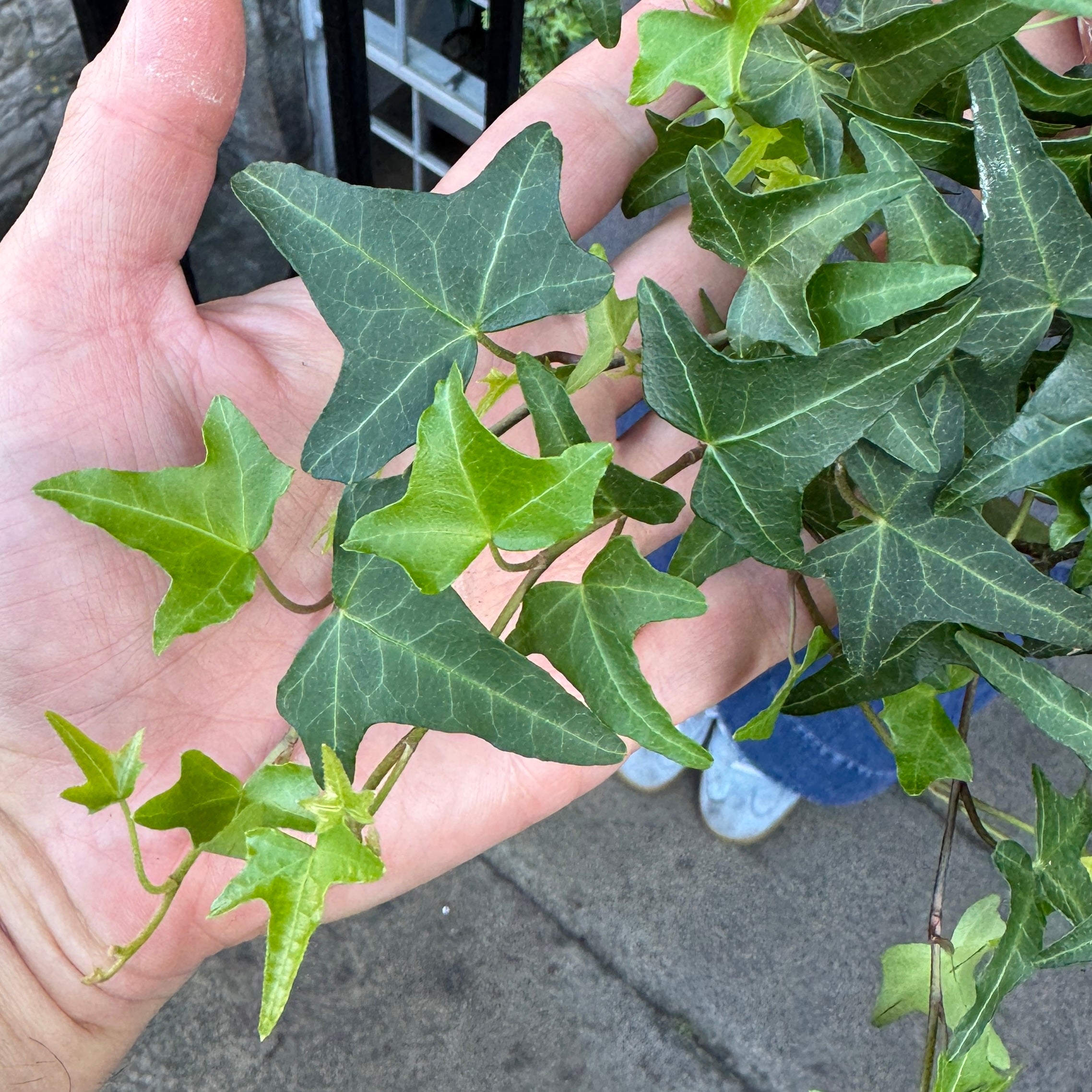 Hedera helix 'Sagittifolia'