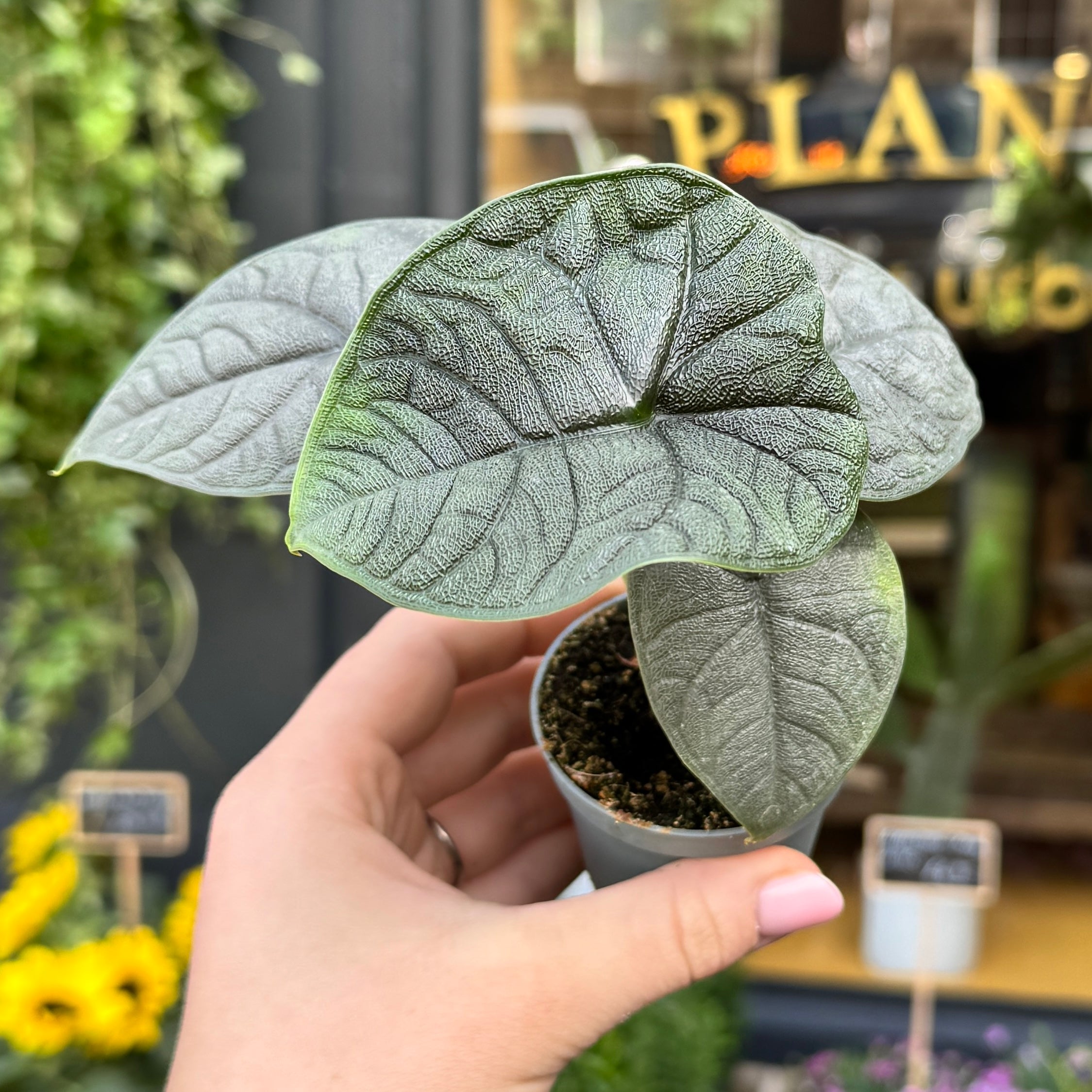 Alocasia ‘Melo' (mini)