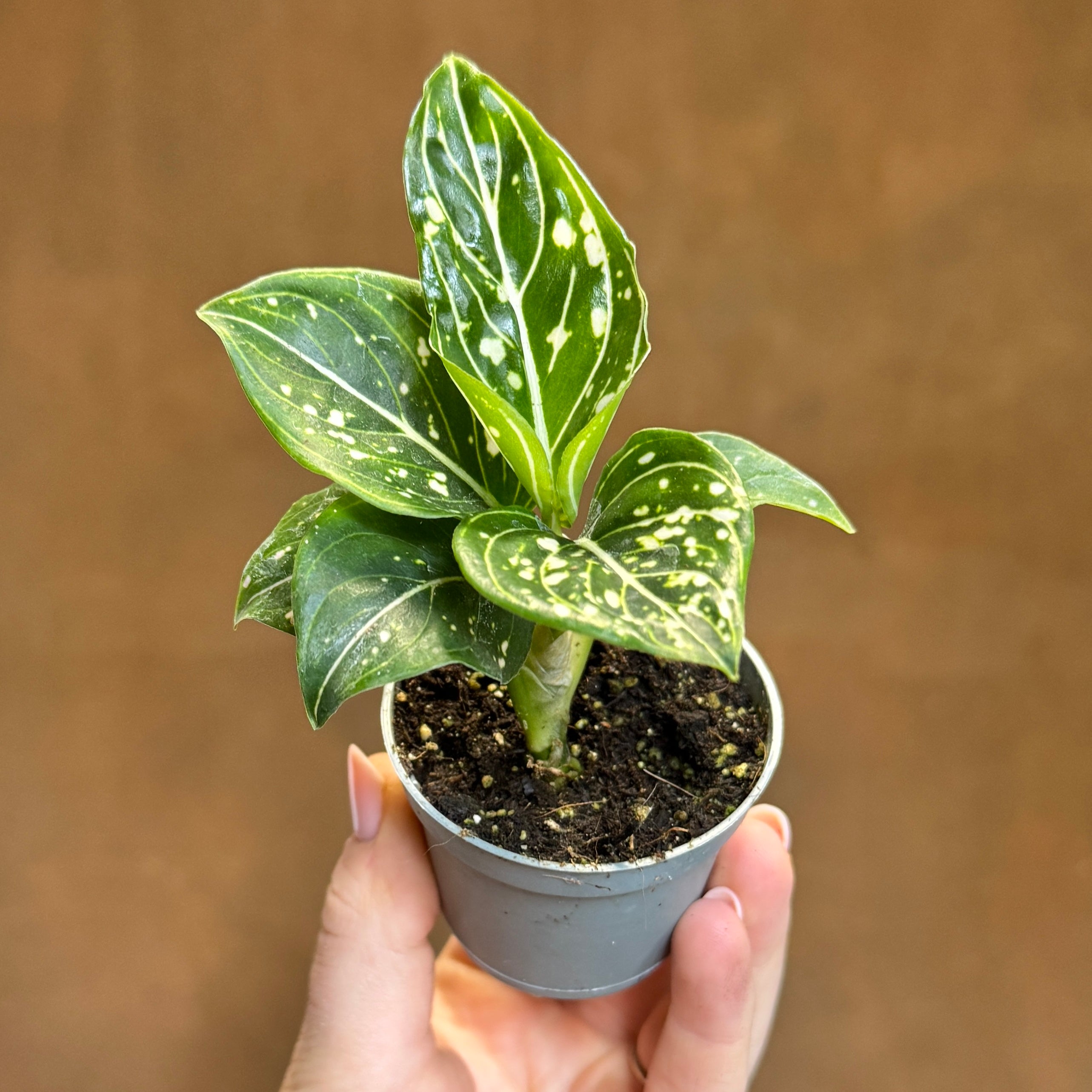 Aglaonema commutatum 'Tom's Pride'