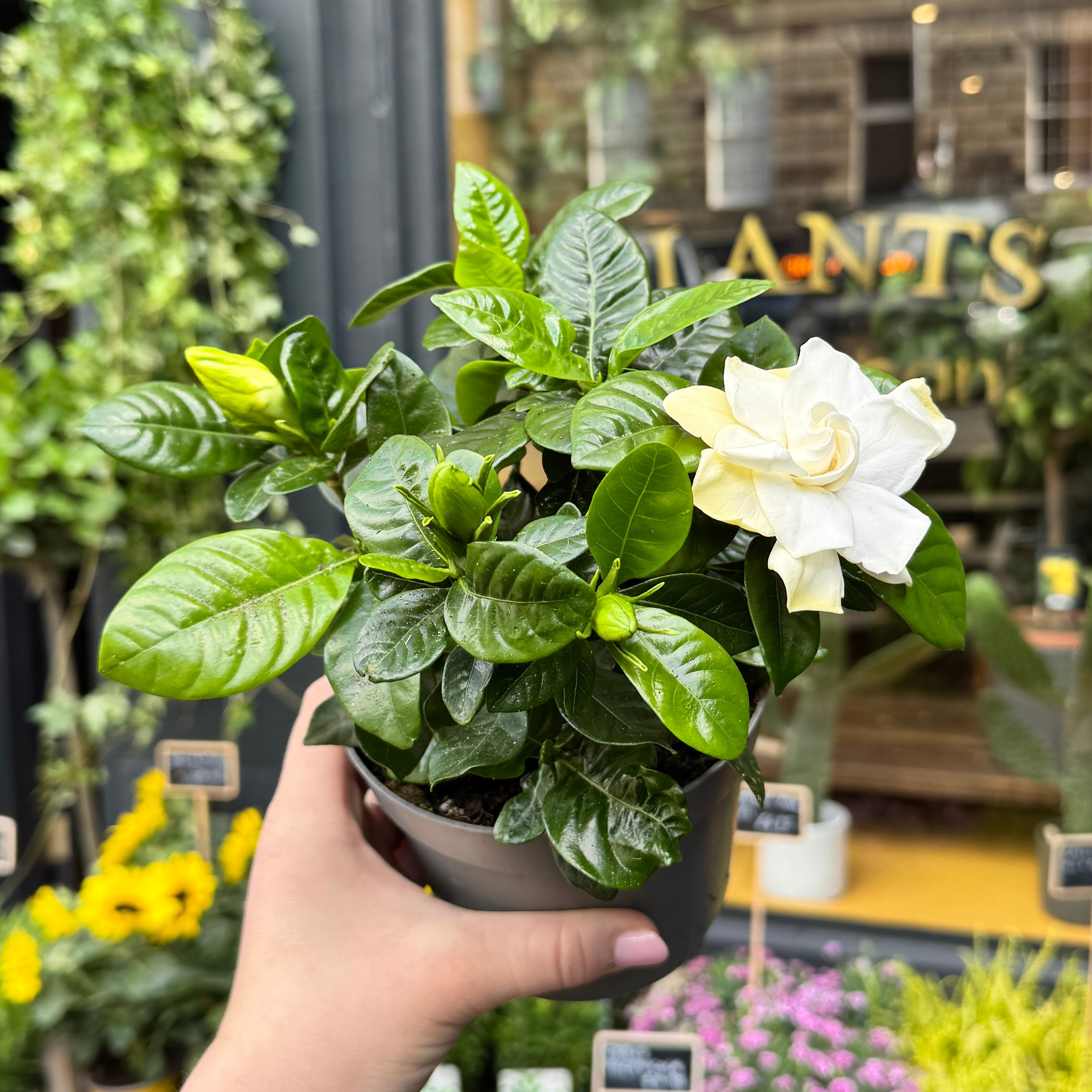 Gardenia jasminoides