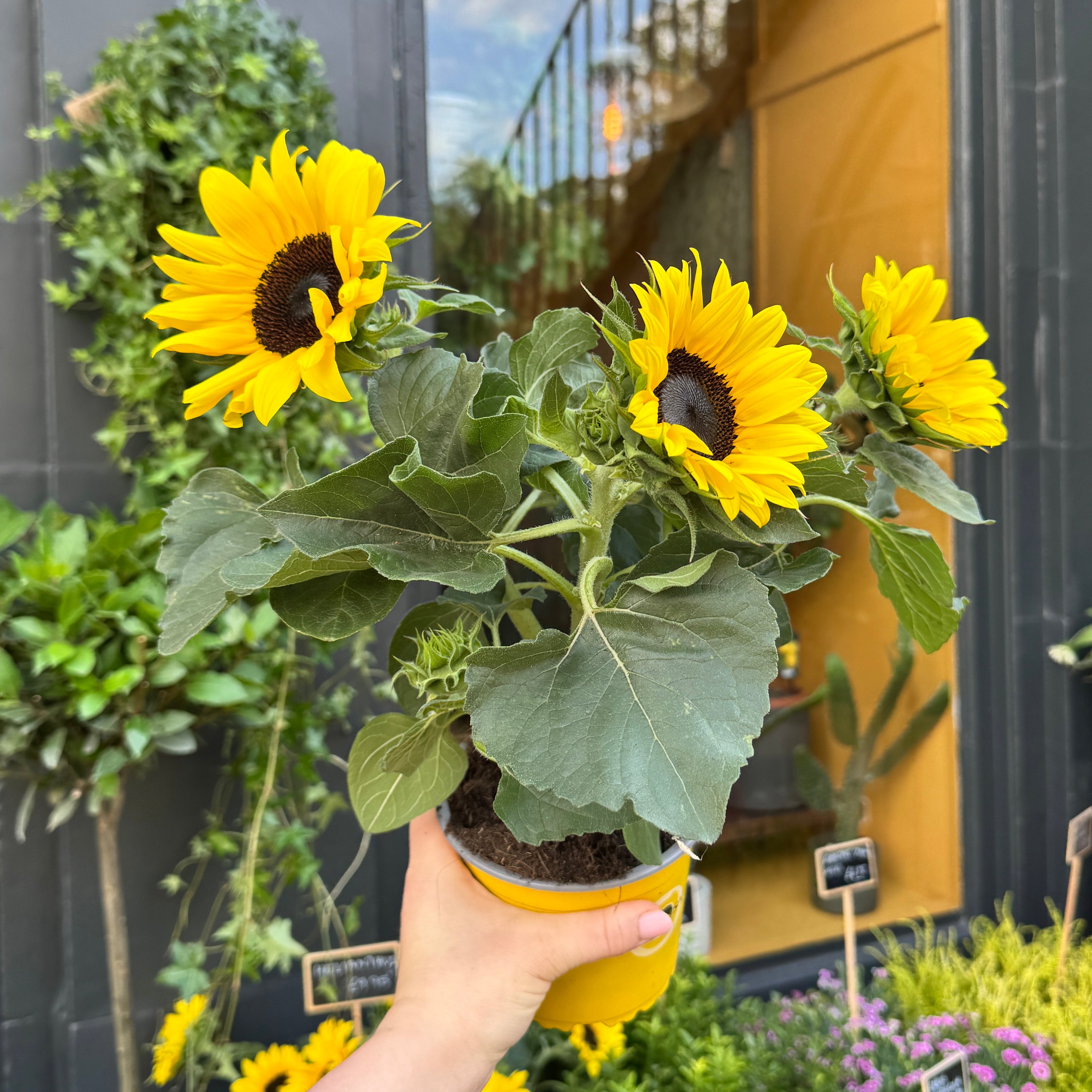 Helianthus