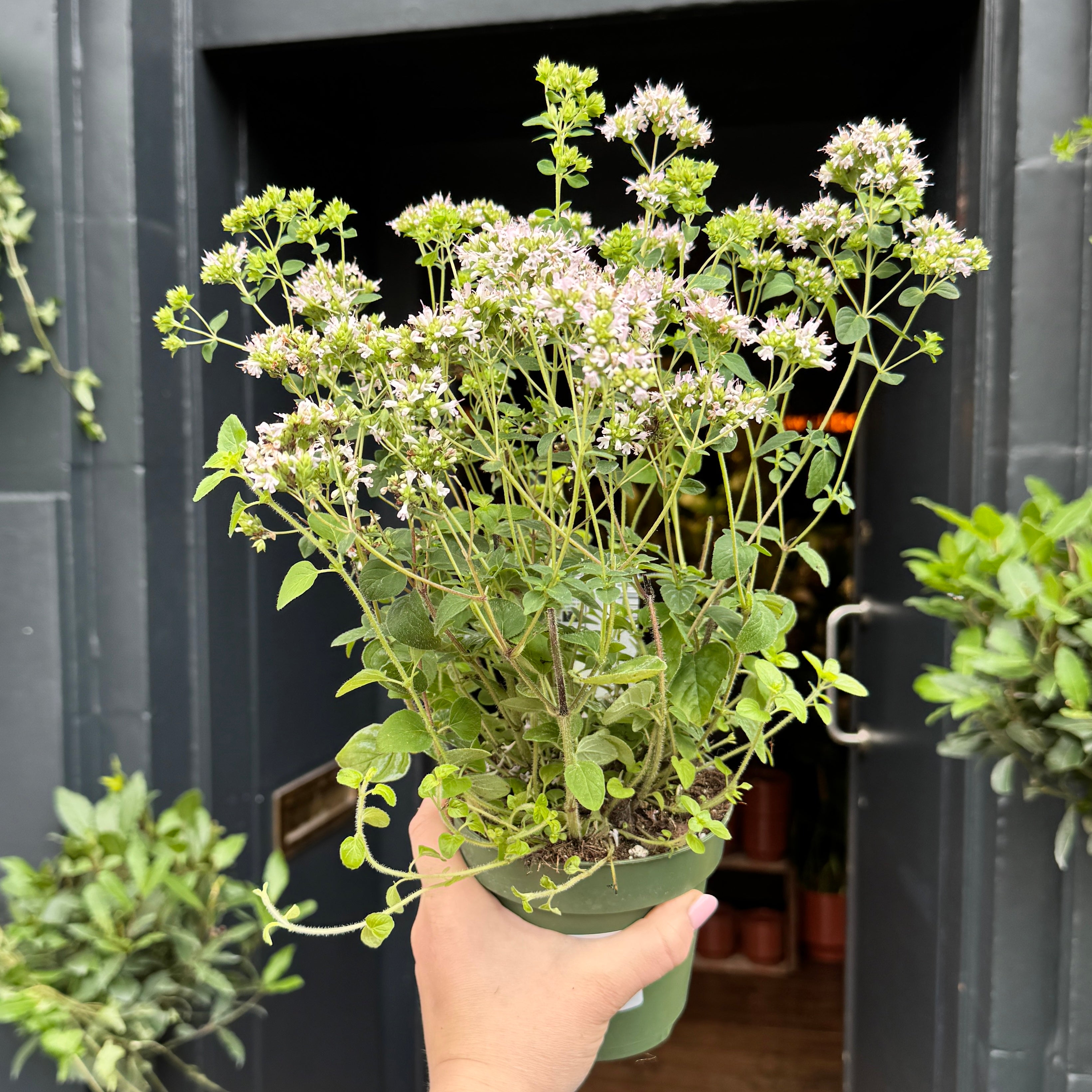 Origanum vulgare