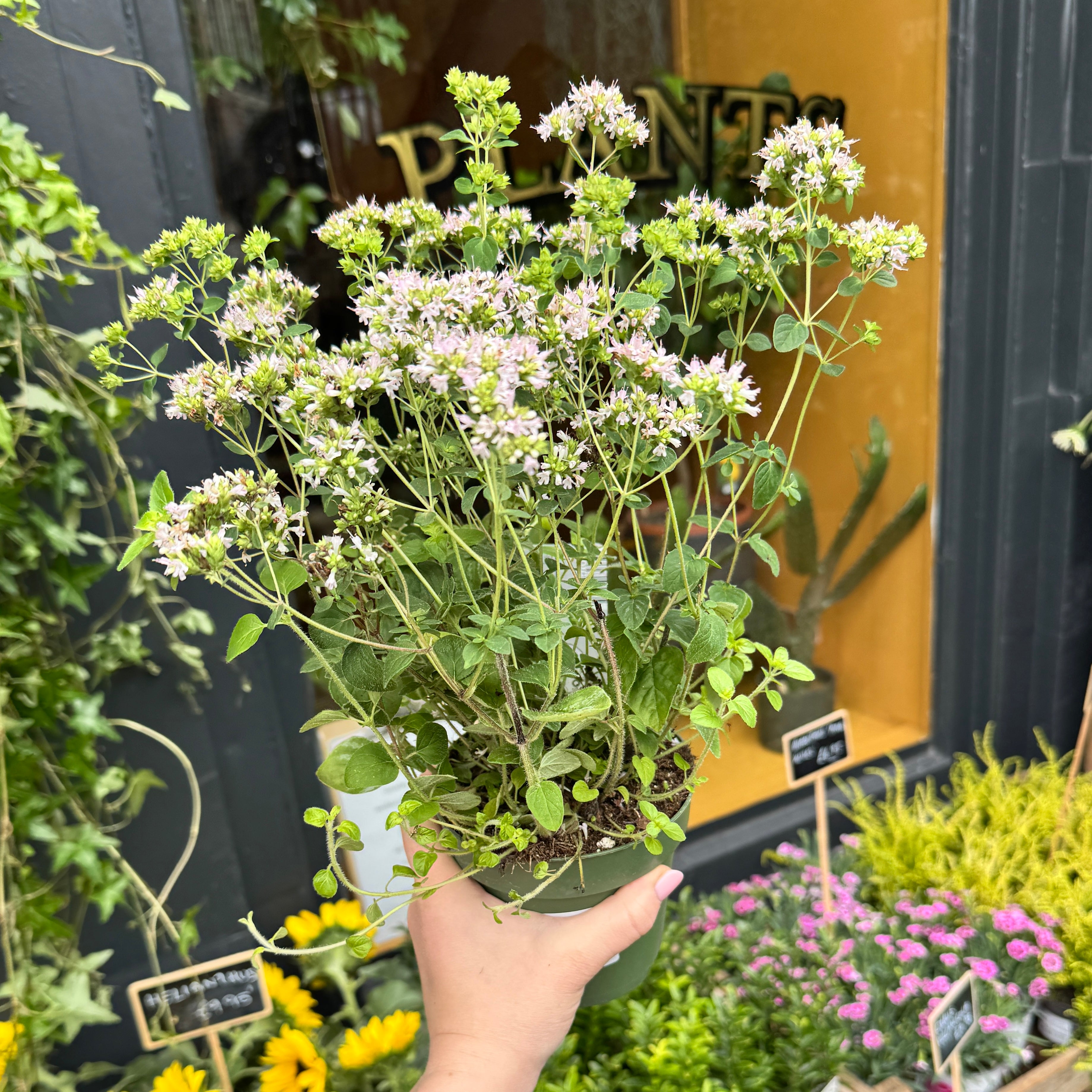 Origanum vulgare