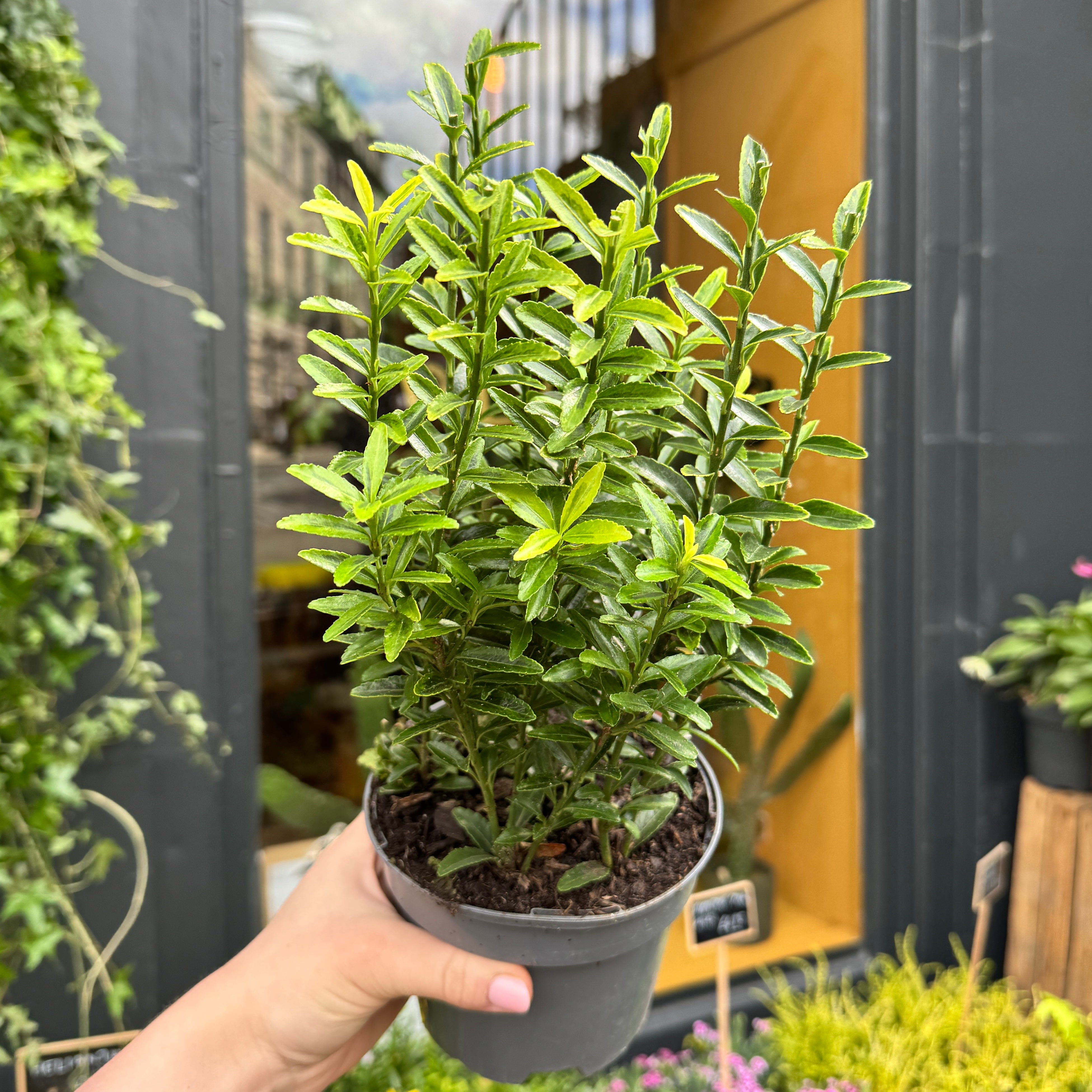 Euonymus japonicus 'Aureomarginatus'