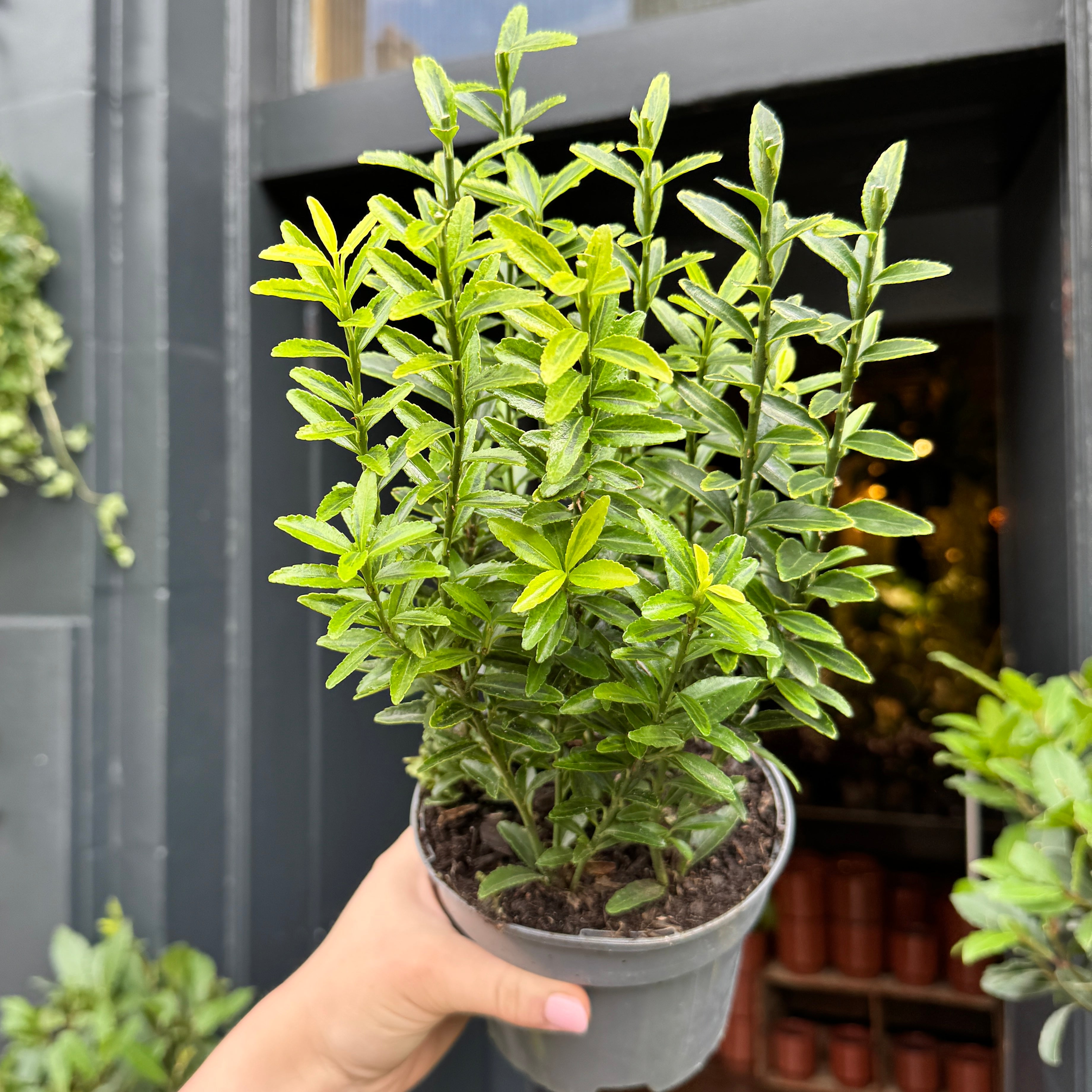 Euonymus japonicus 'Aureomarginatus'
