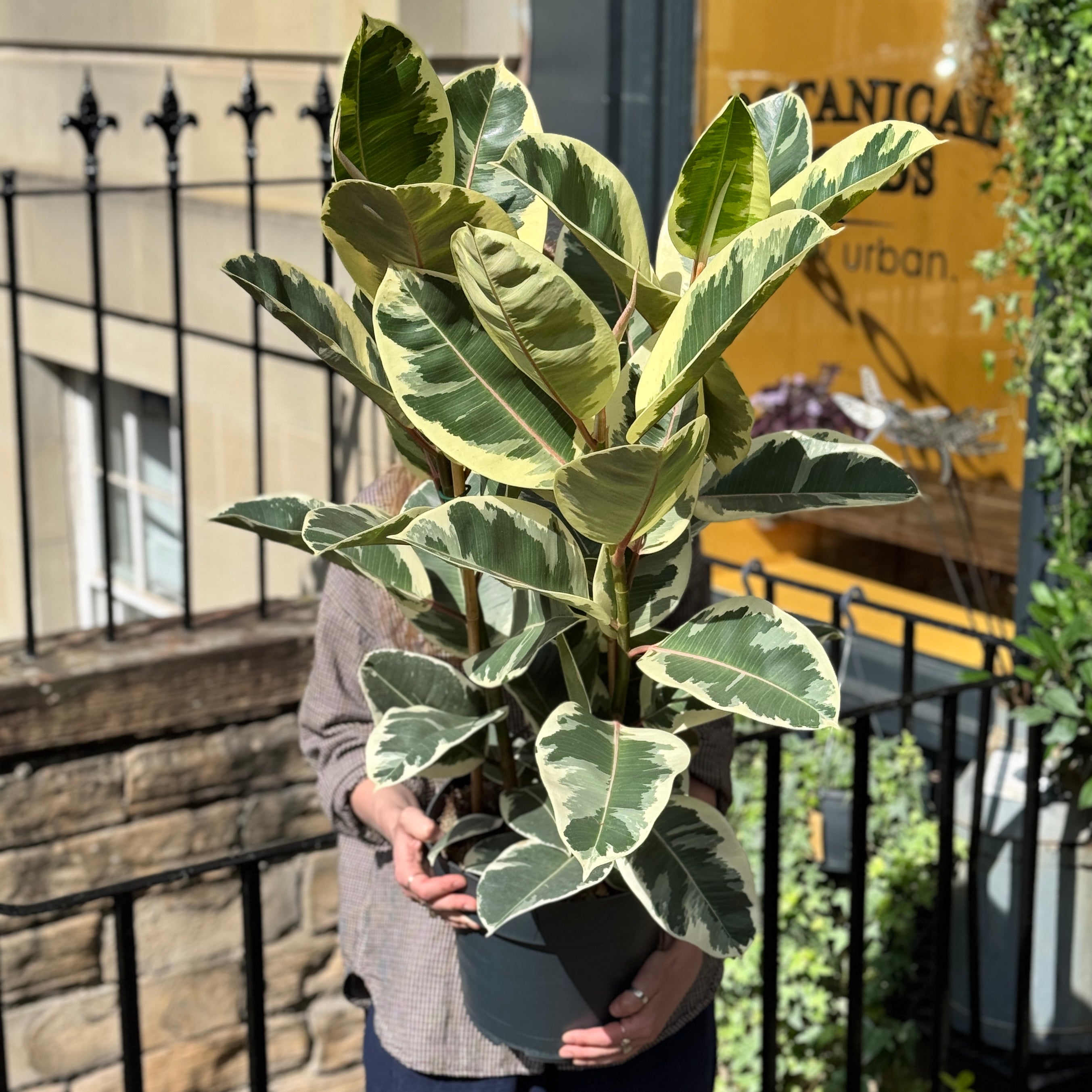 Ficus elastica 'Tineke' (27cm pot)