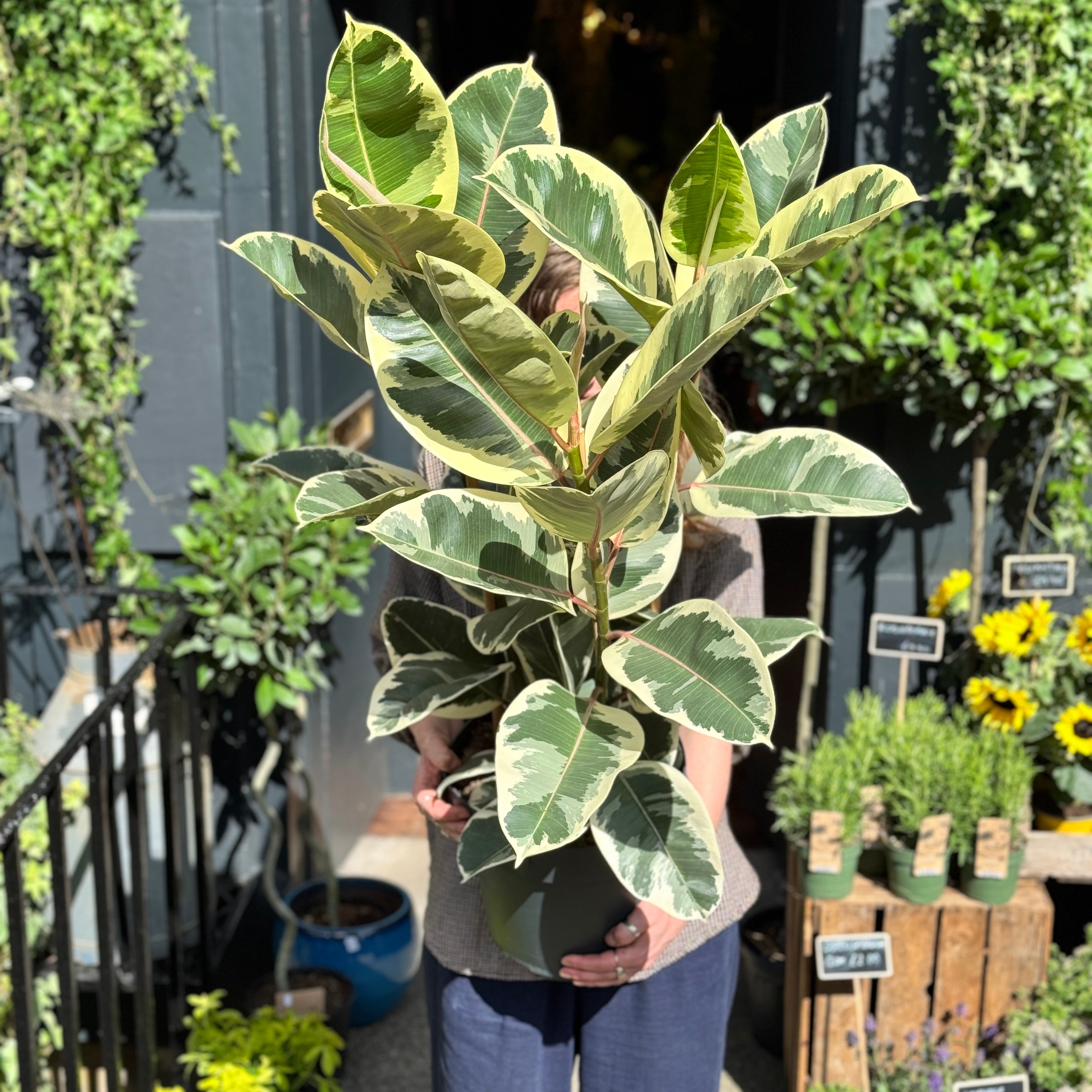 Ficus elastica 'Tineke' (27cm pot)