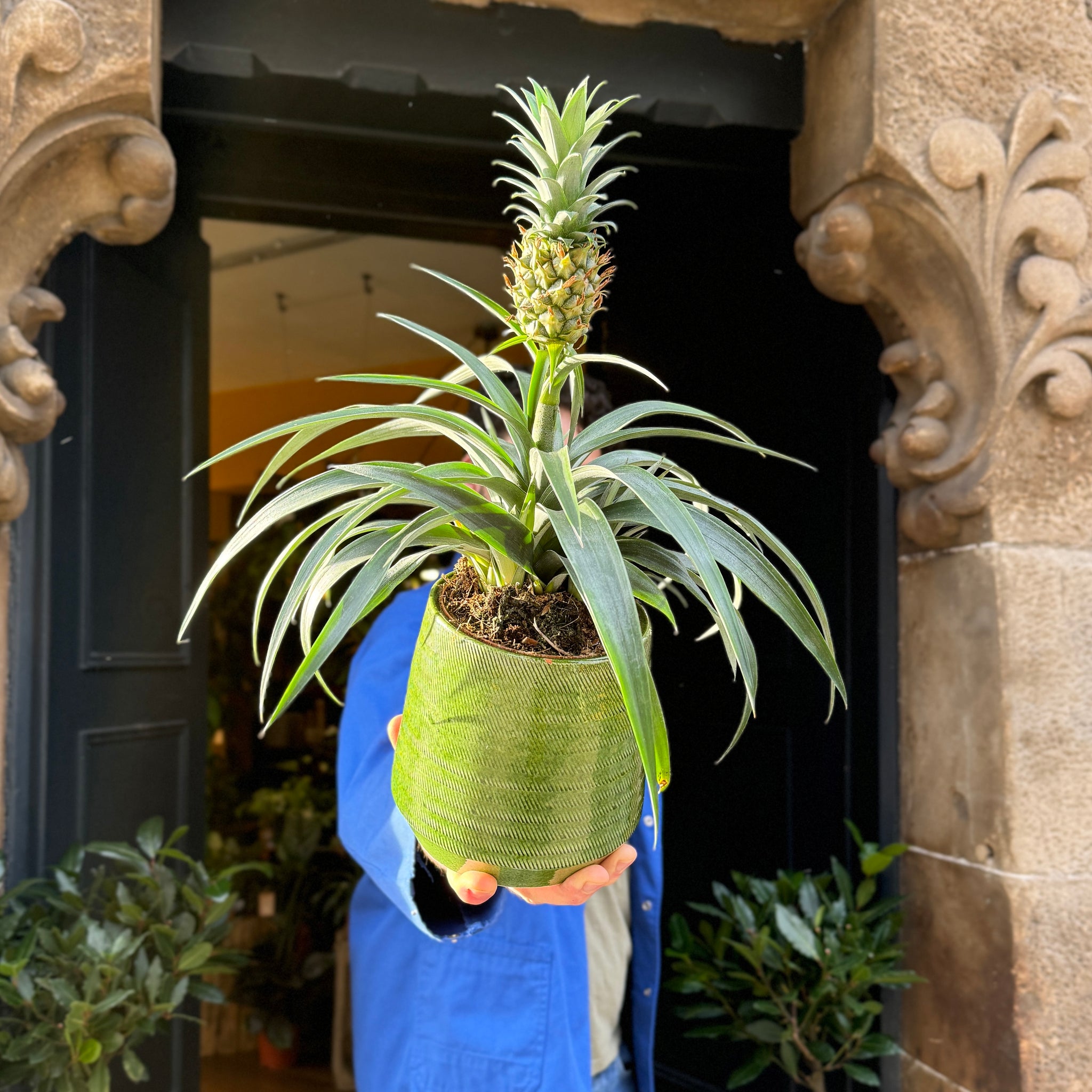 pineapple plant uk Pineapple Plant | Ananas 'Mi Amigo'