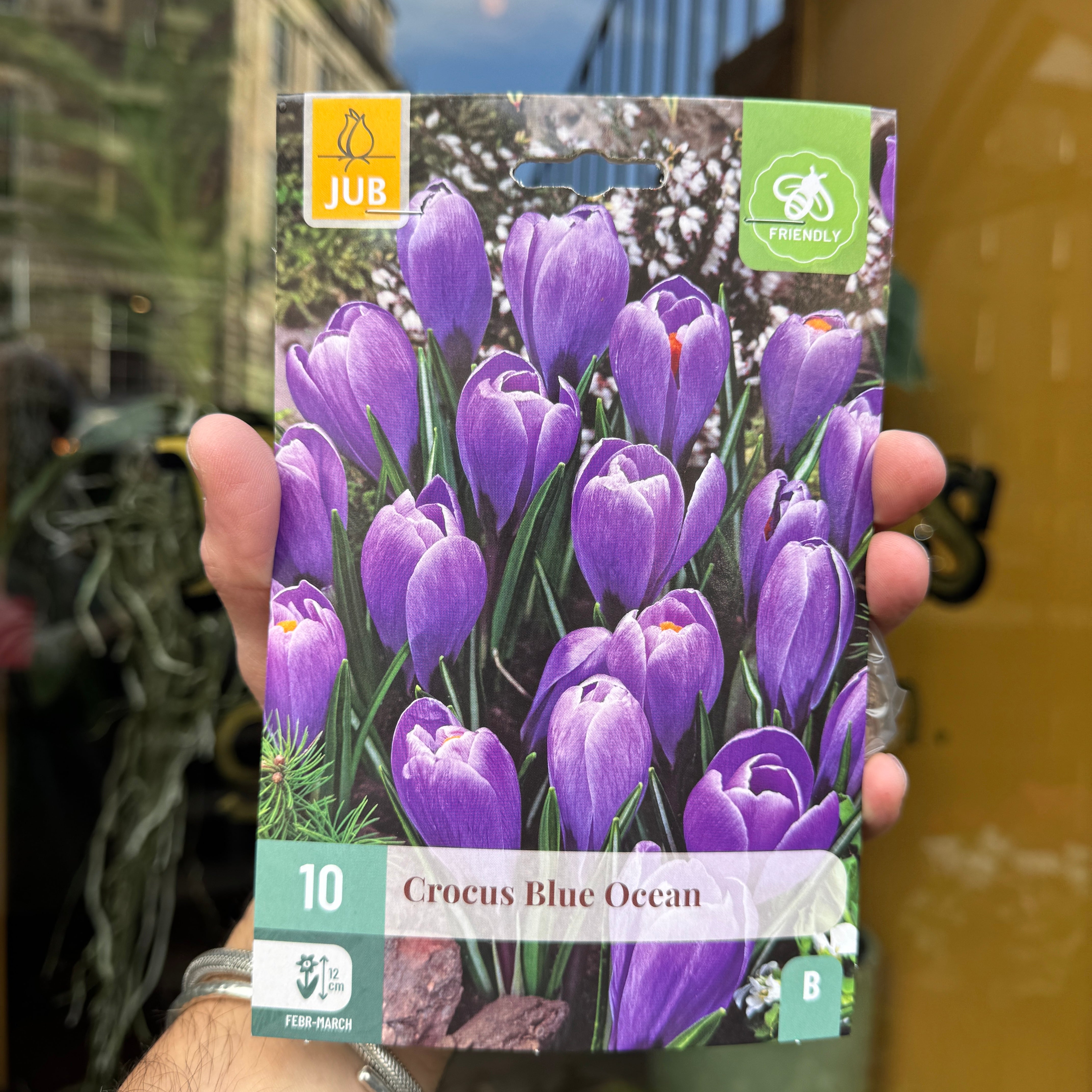 Crocus Bulbs for Autumn Planting