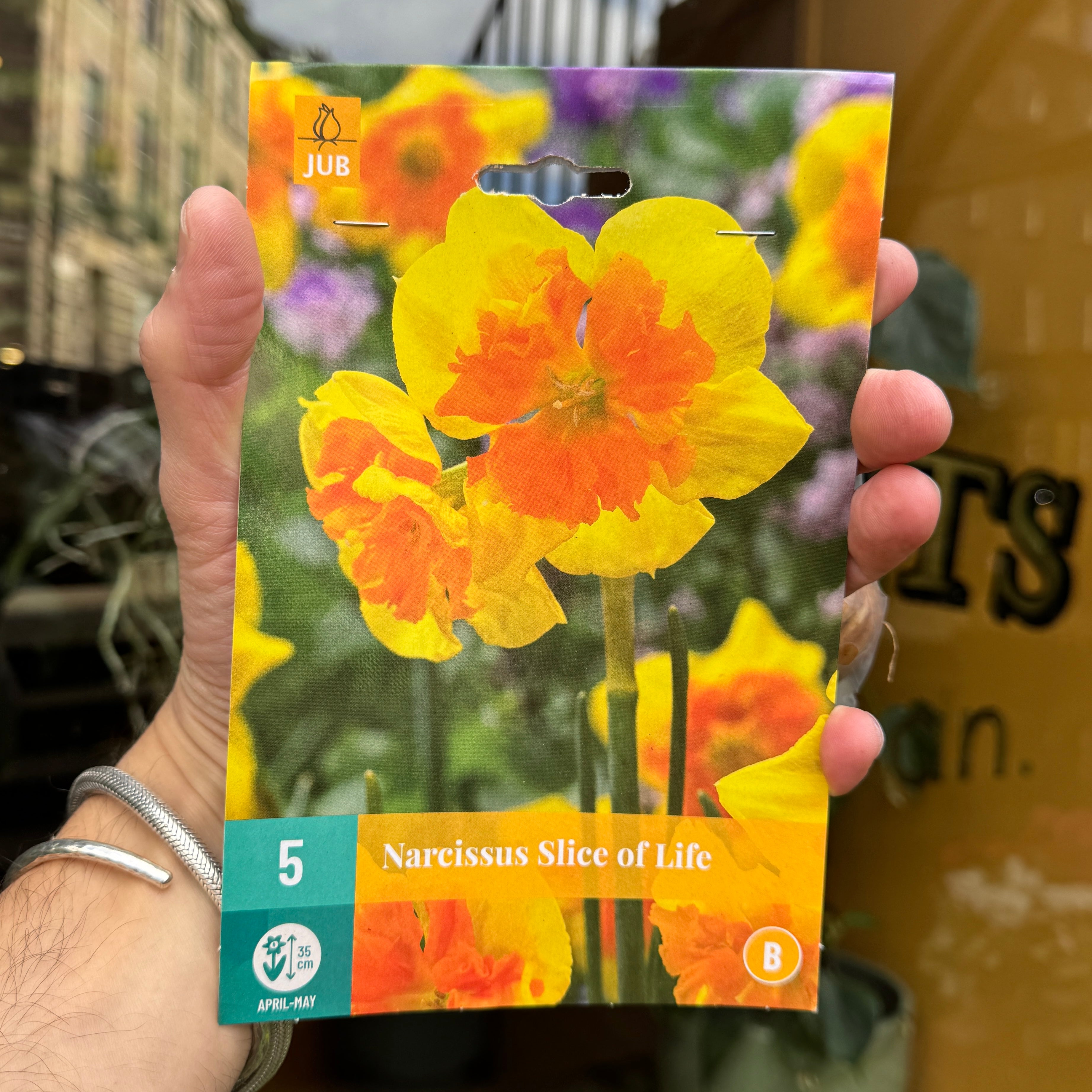 Narcissus Bulbs for Autumn Planting