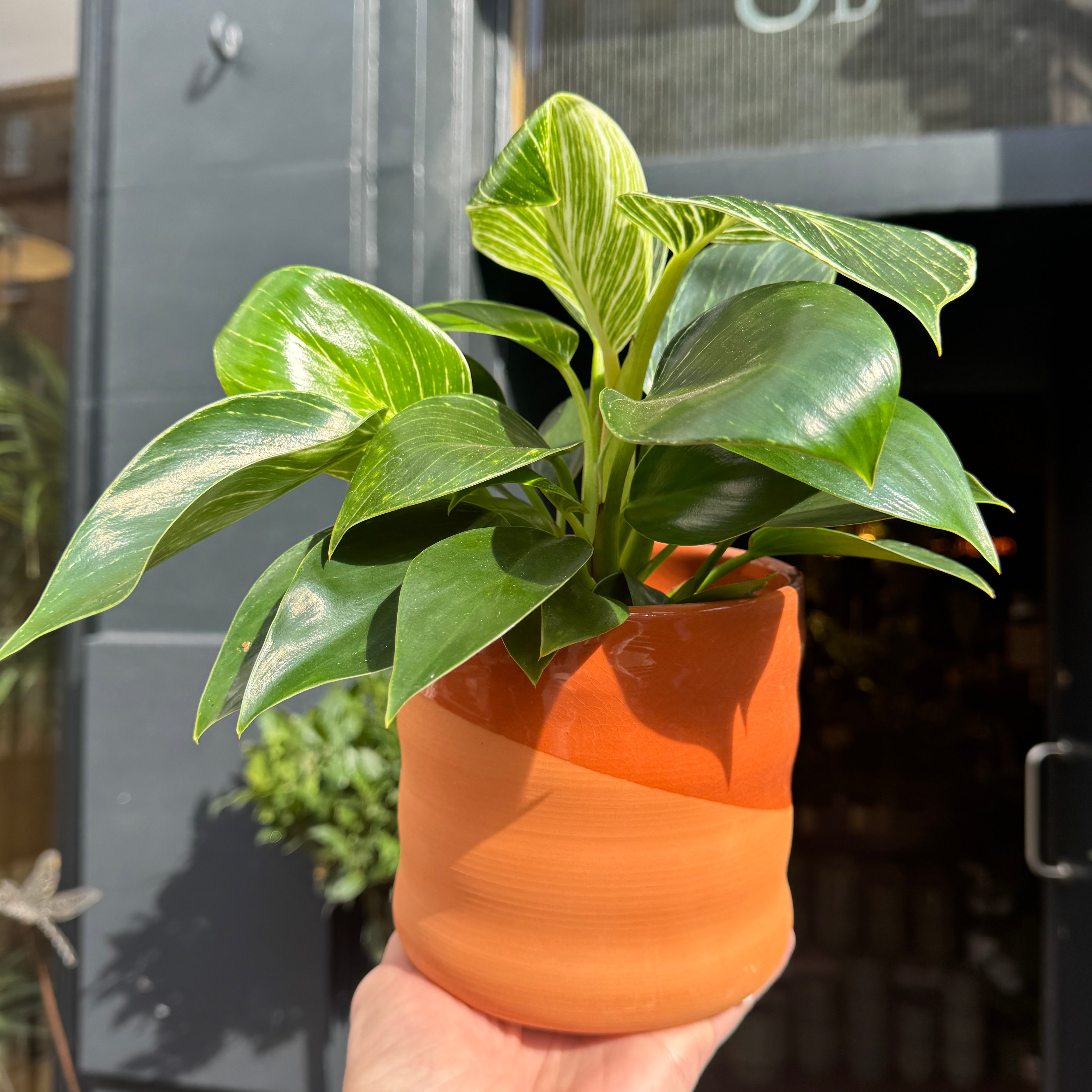 Dip Glaze Pot - Terracotta | 14cm