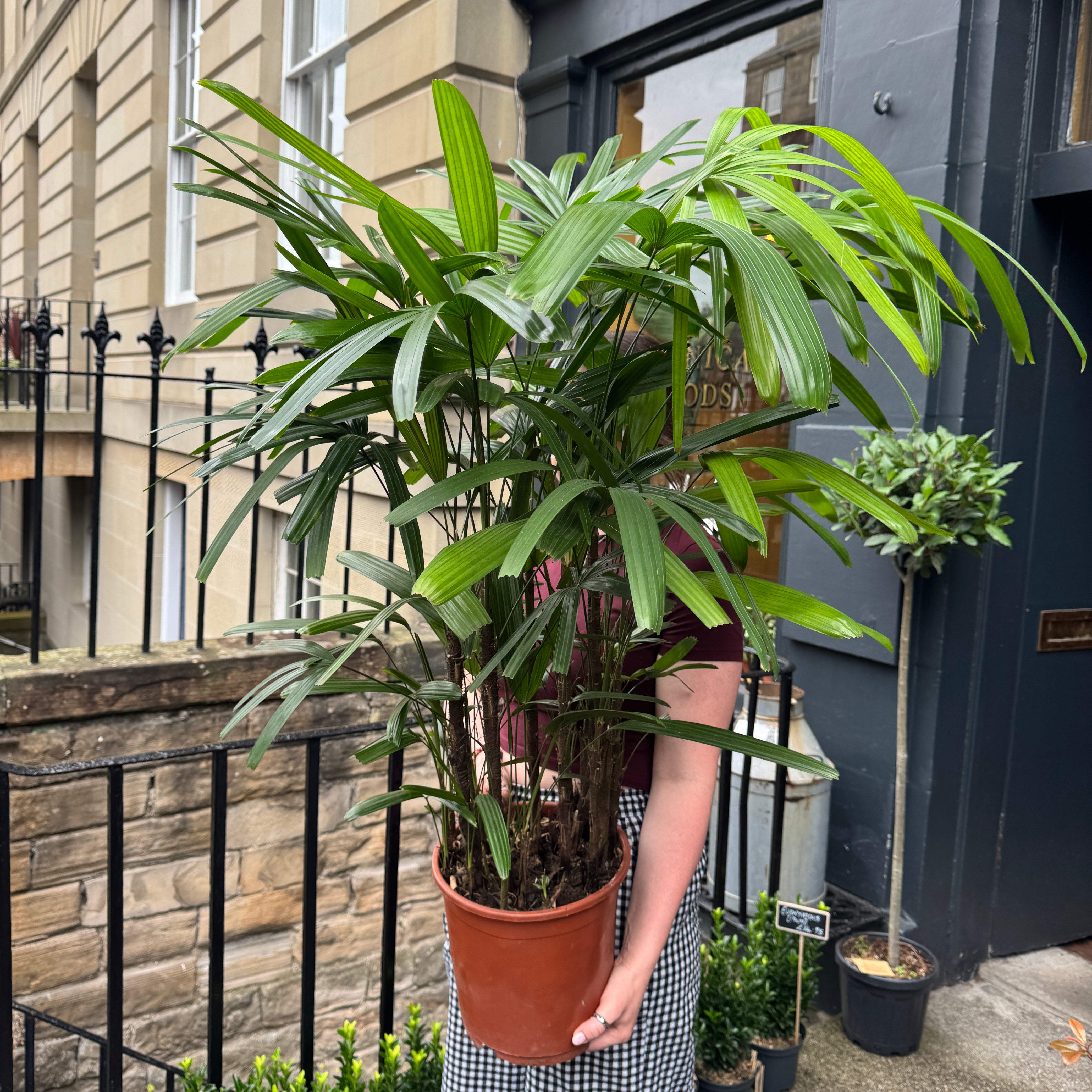 Rhapis exelsa (110cm)
