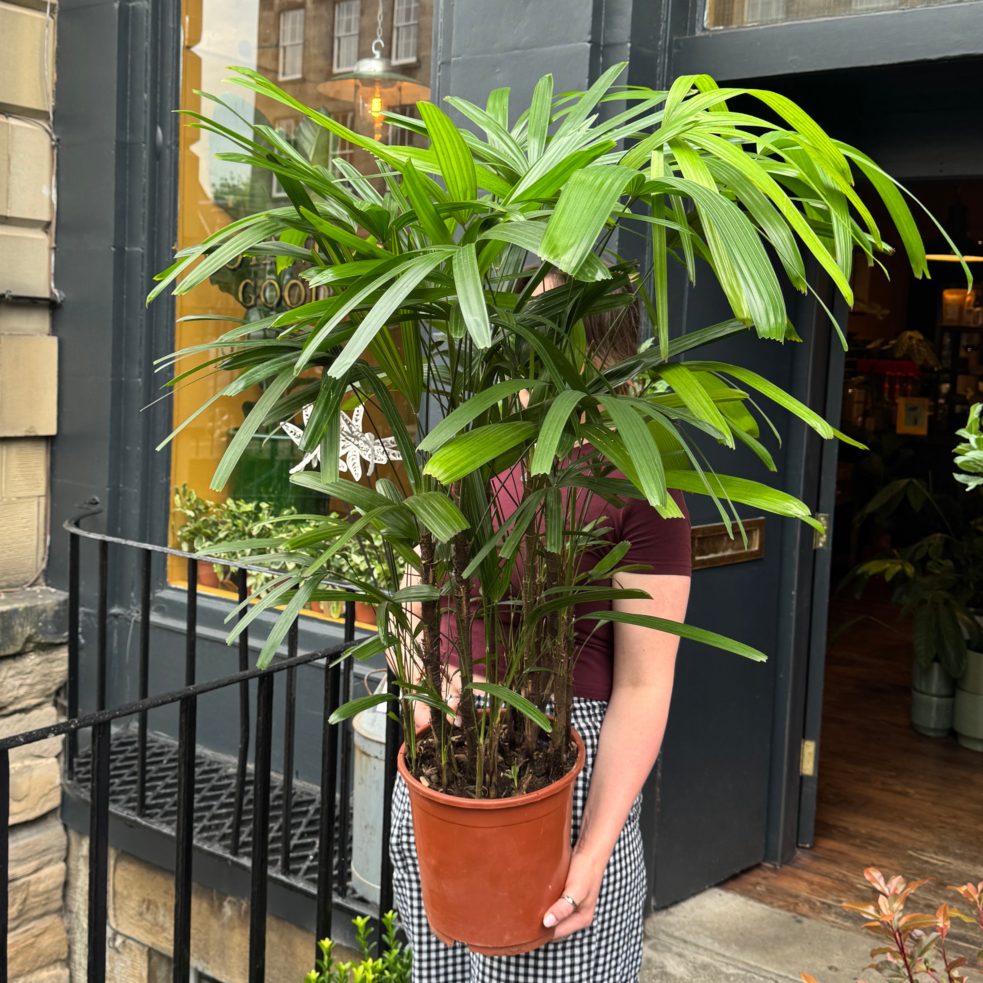 Rhapis exelsa (110cm)