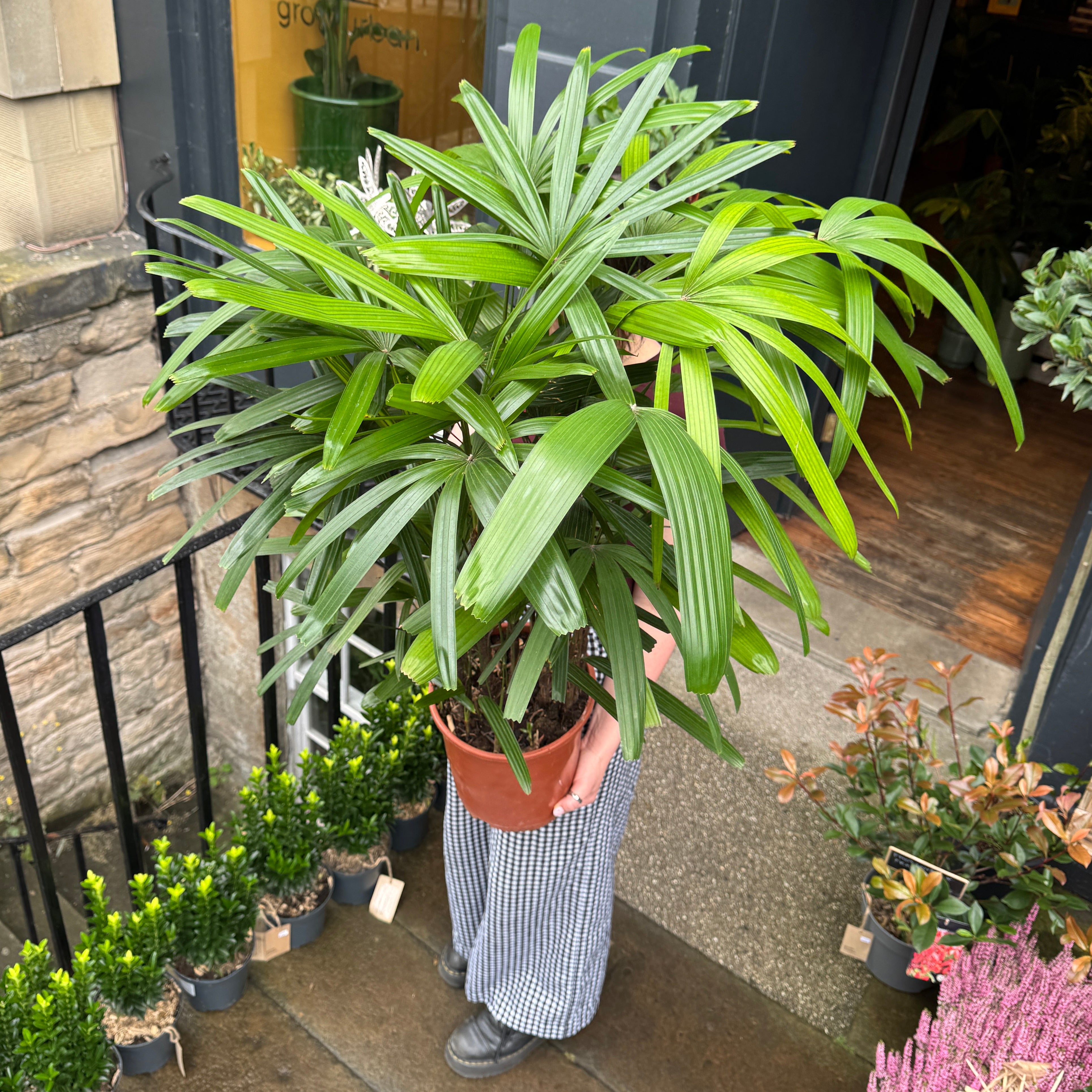 Rhapis exelsa (110cm)