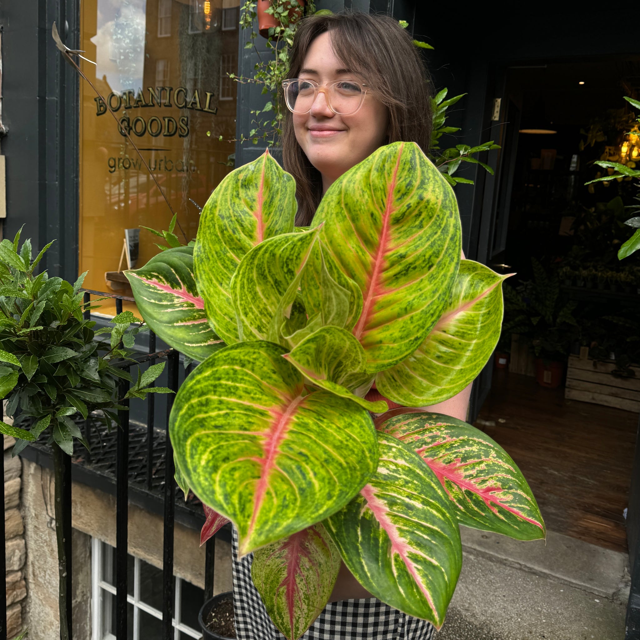 aglaonema hughes Aglaonema 'Grand Blossom'