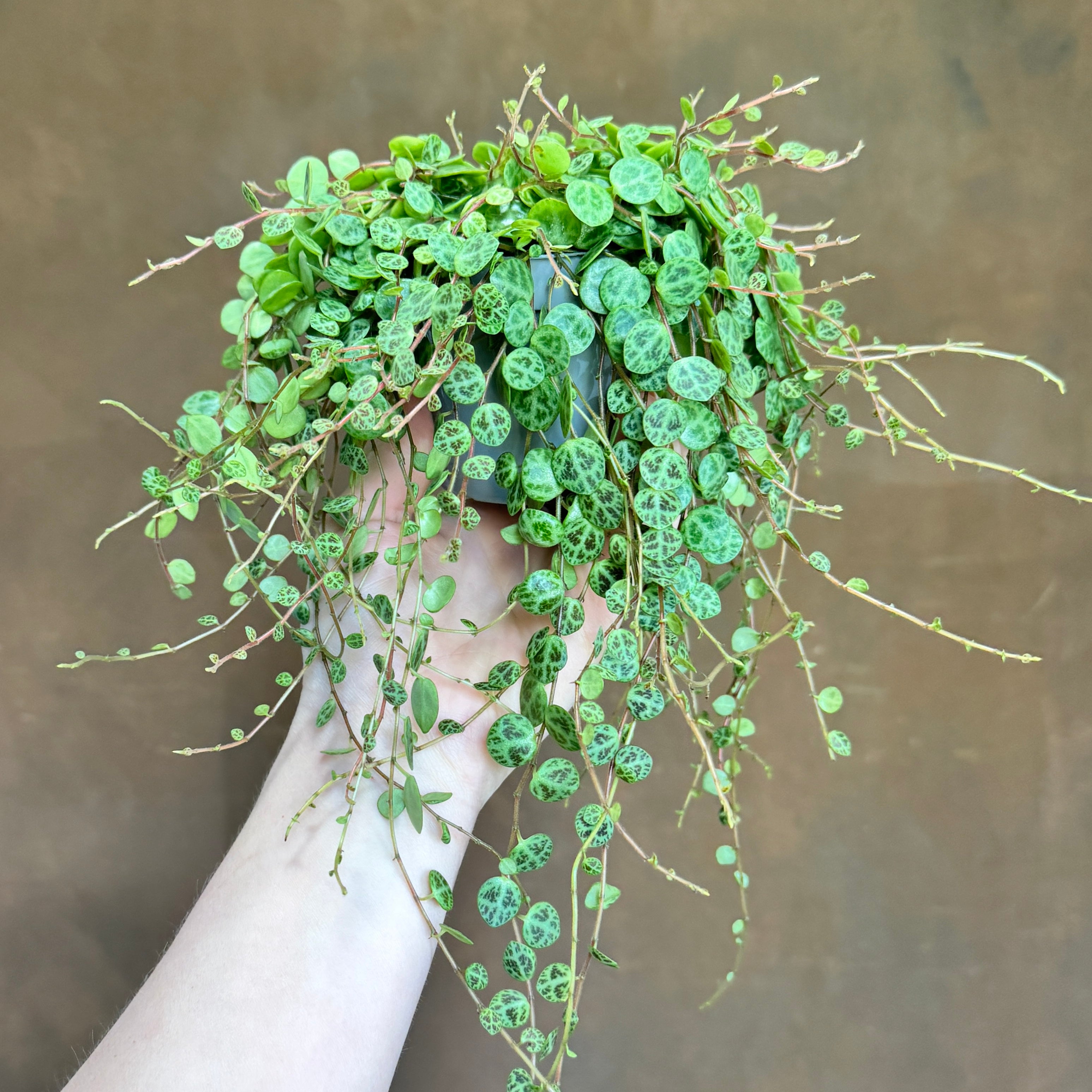 Peperomia prostrata (9cm pot)