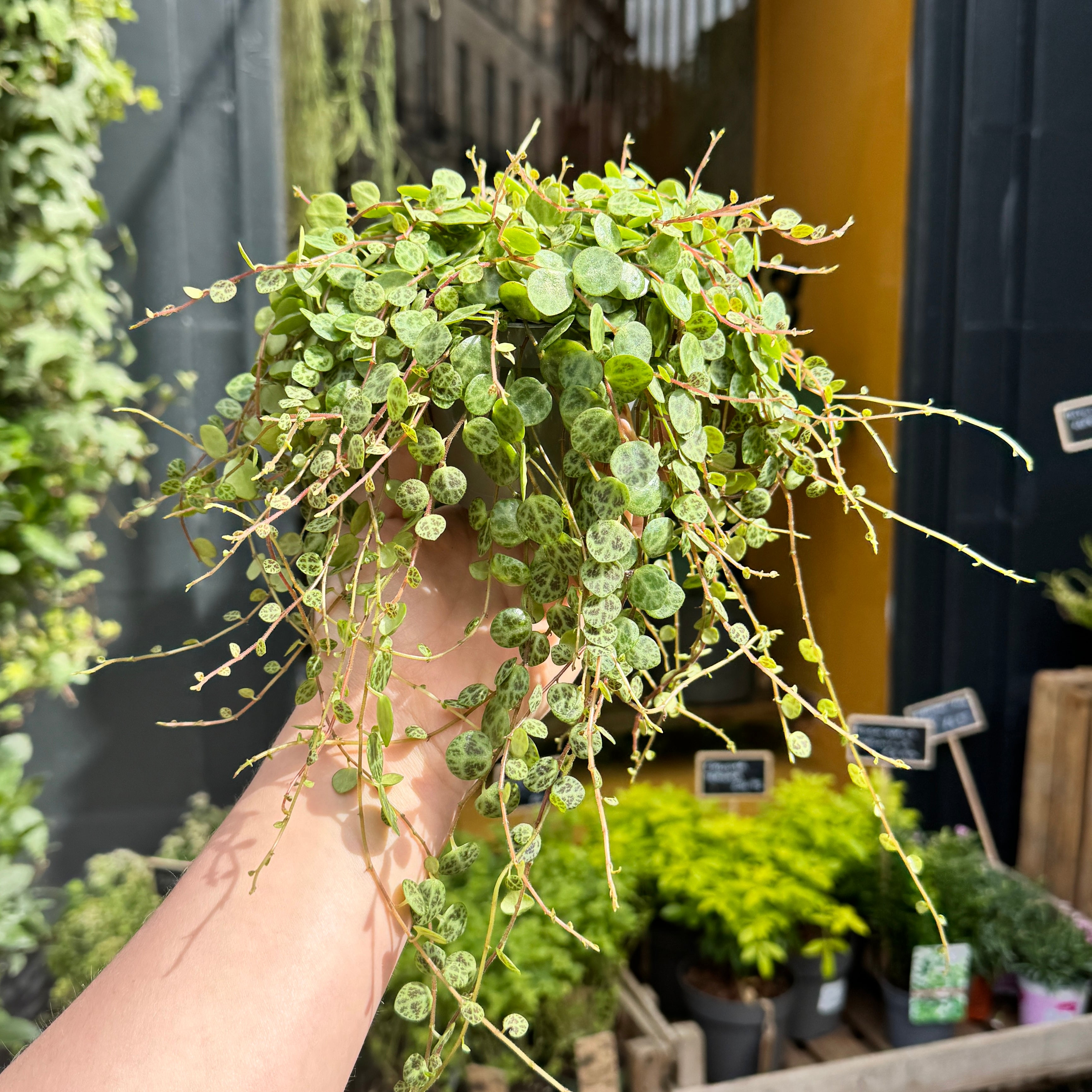 Peperomia prostrata (9cm pot)