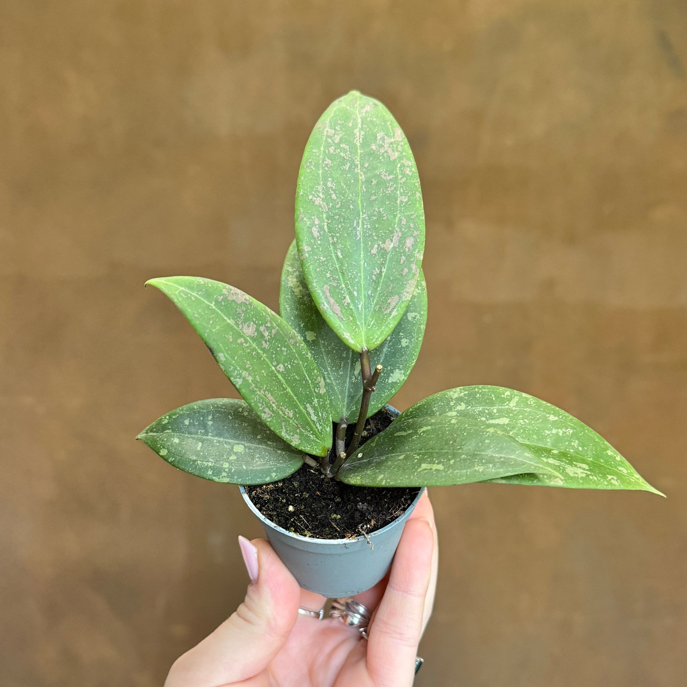 Hoya verticillata (wibergiae)