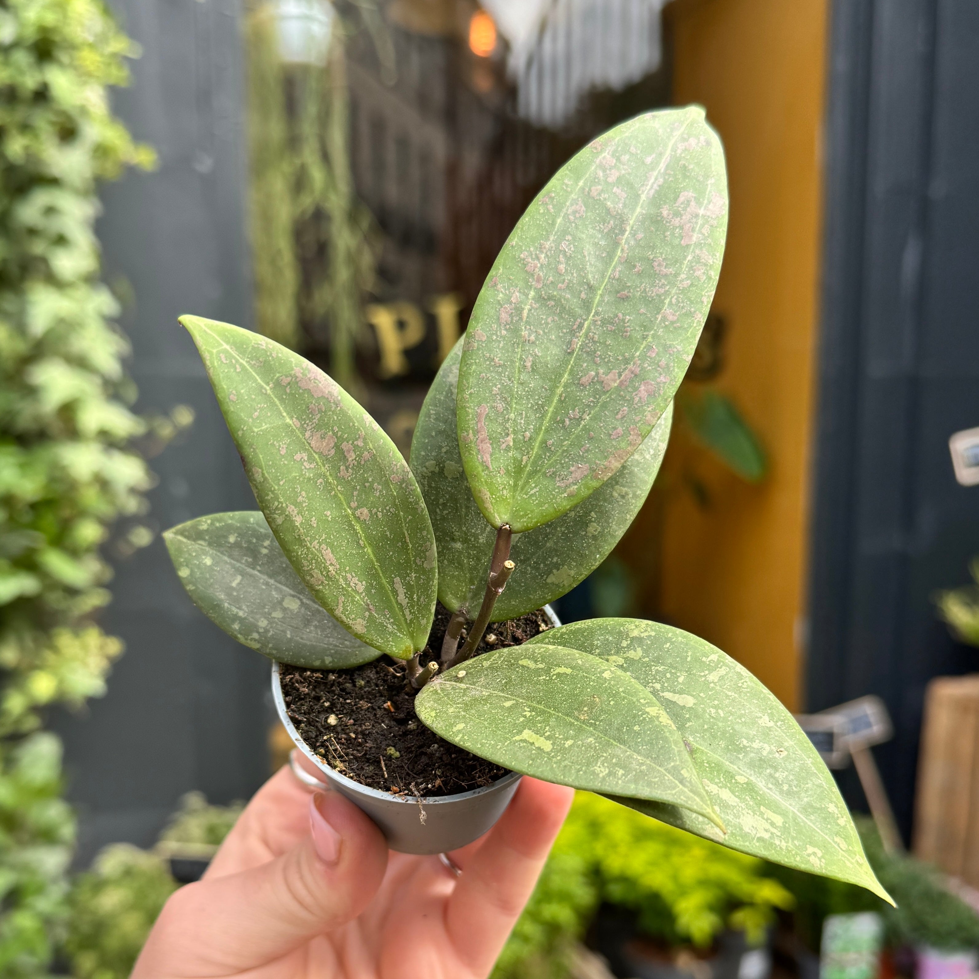 Hoya verticillata (wibergiae)