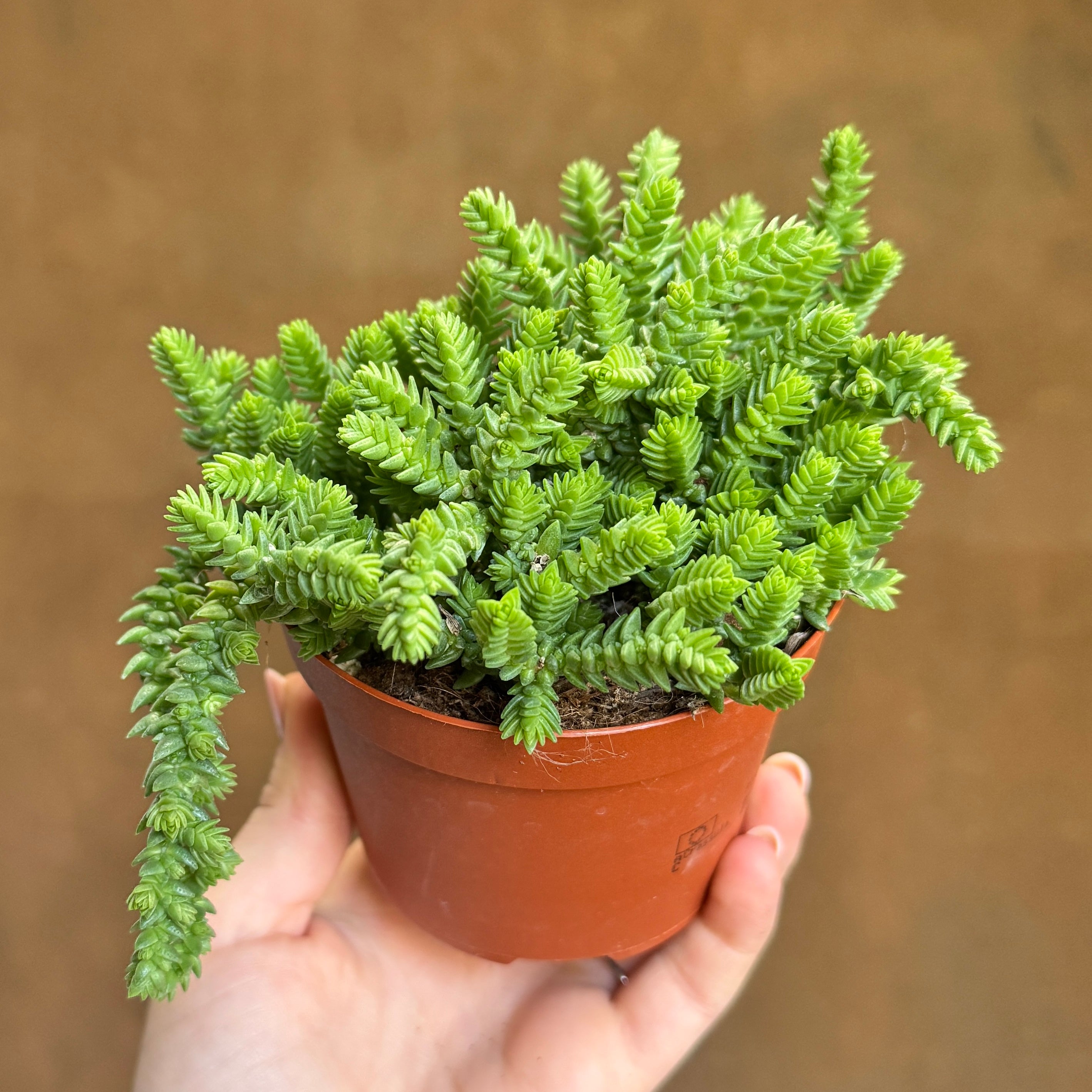 Crassula lycopodioides