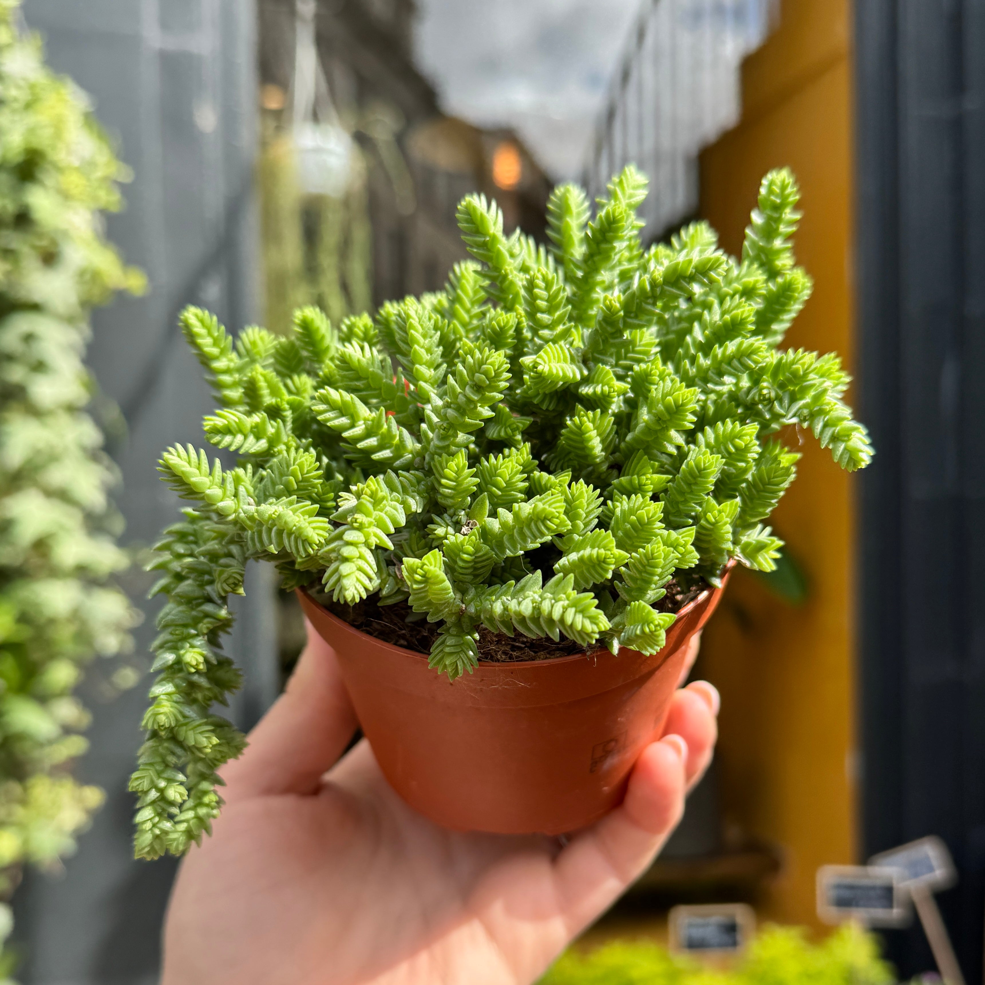 Crassula lycopodioides