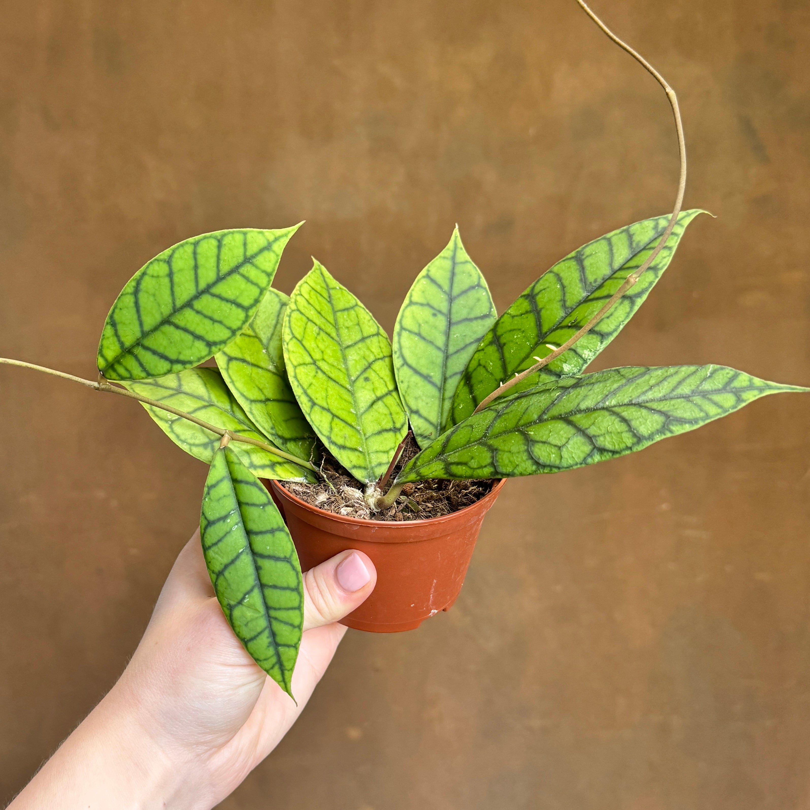 Hoya callistophylla (9cm pot)