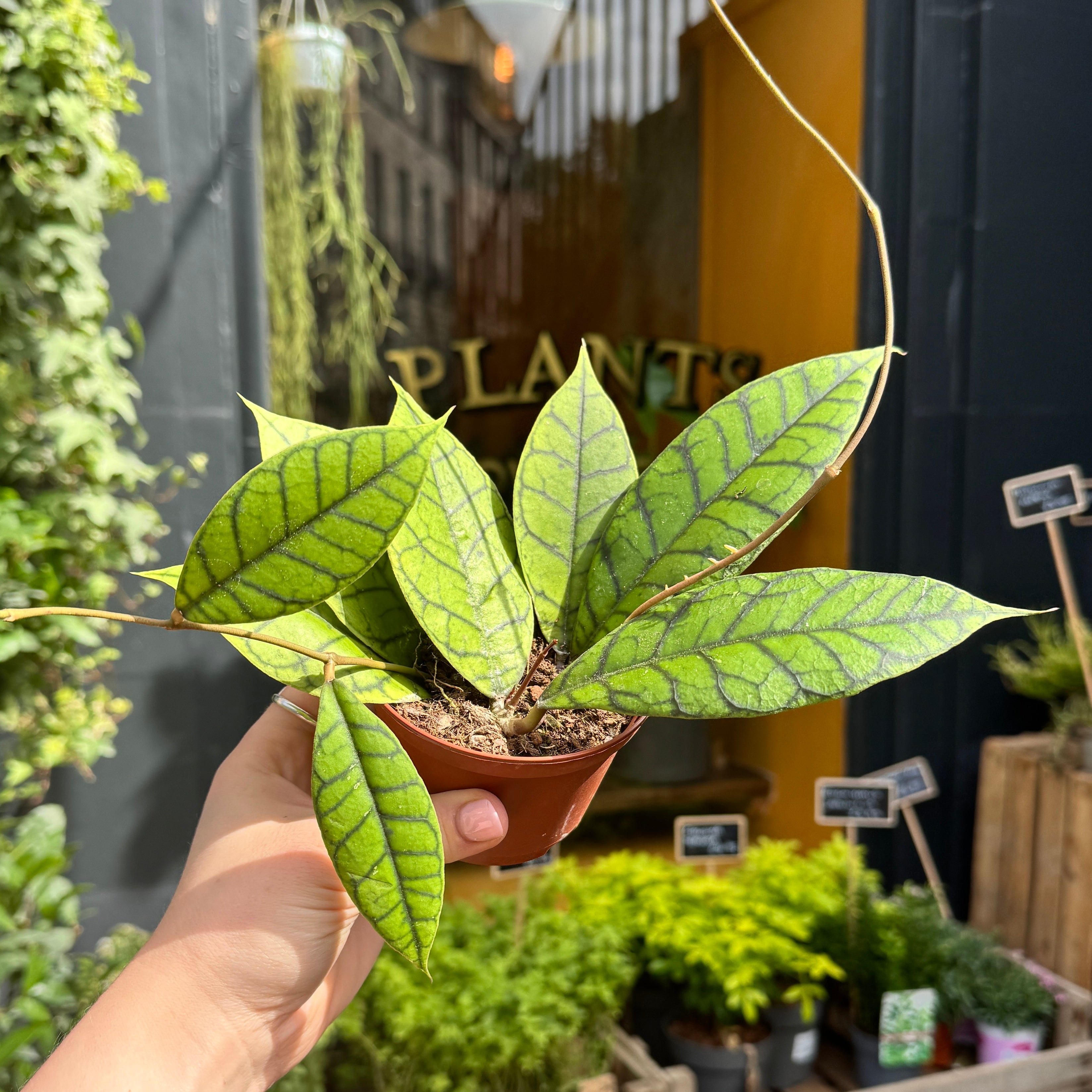 Hoya callistophylla (9cm pot)