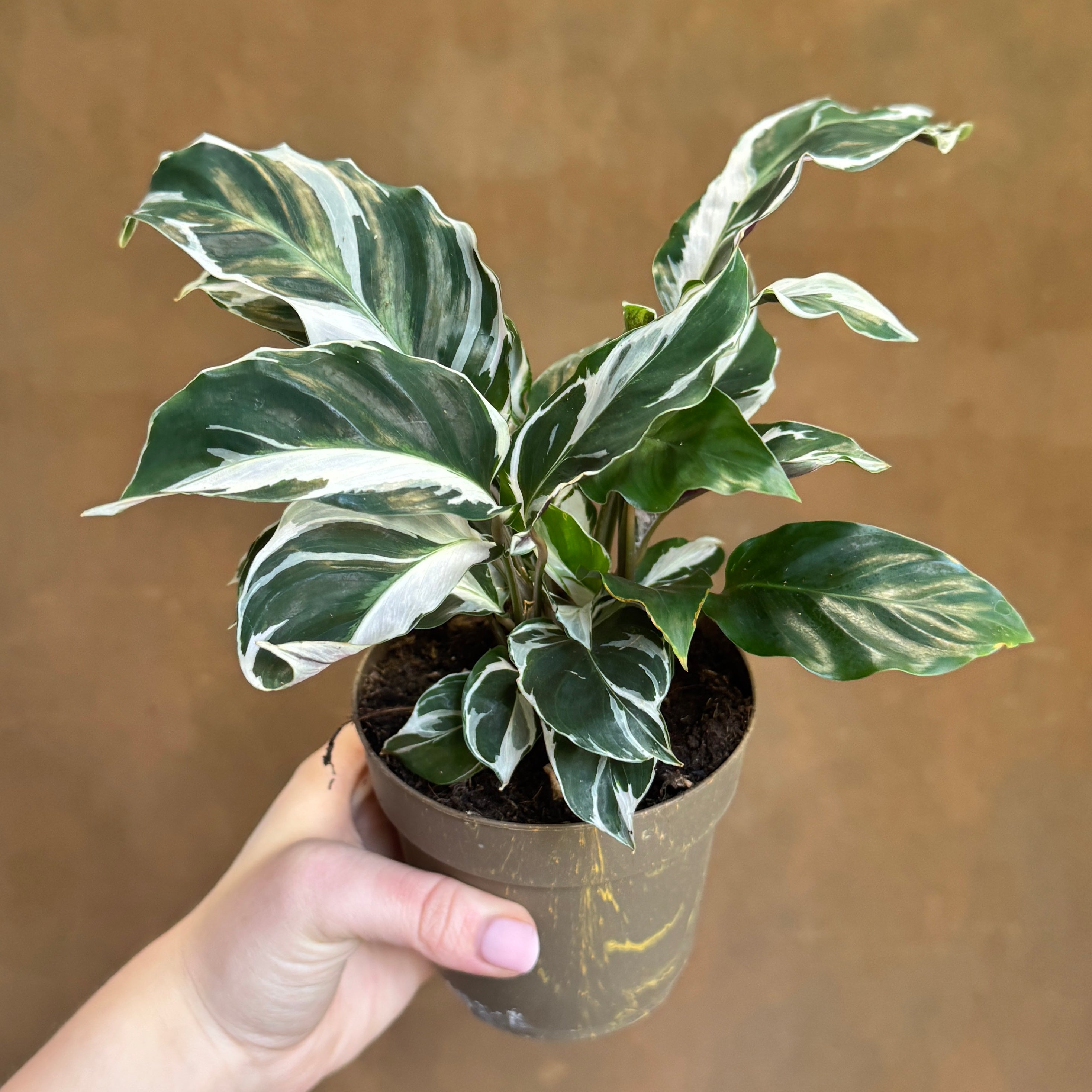 Calathea ‘White Fusion’ (11cm pot)