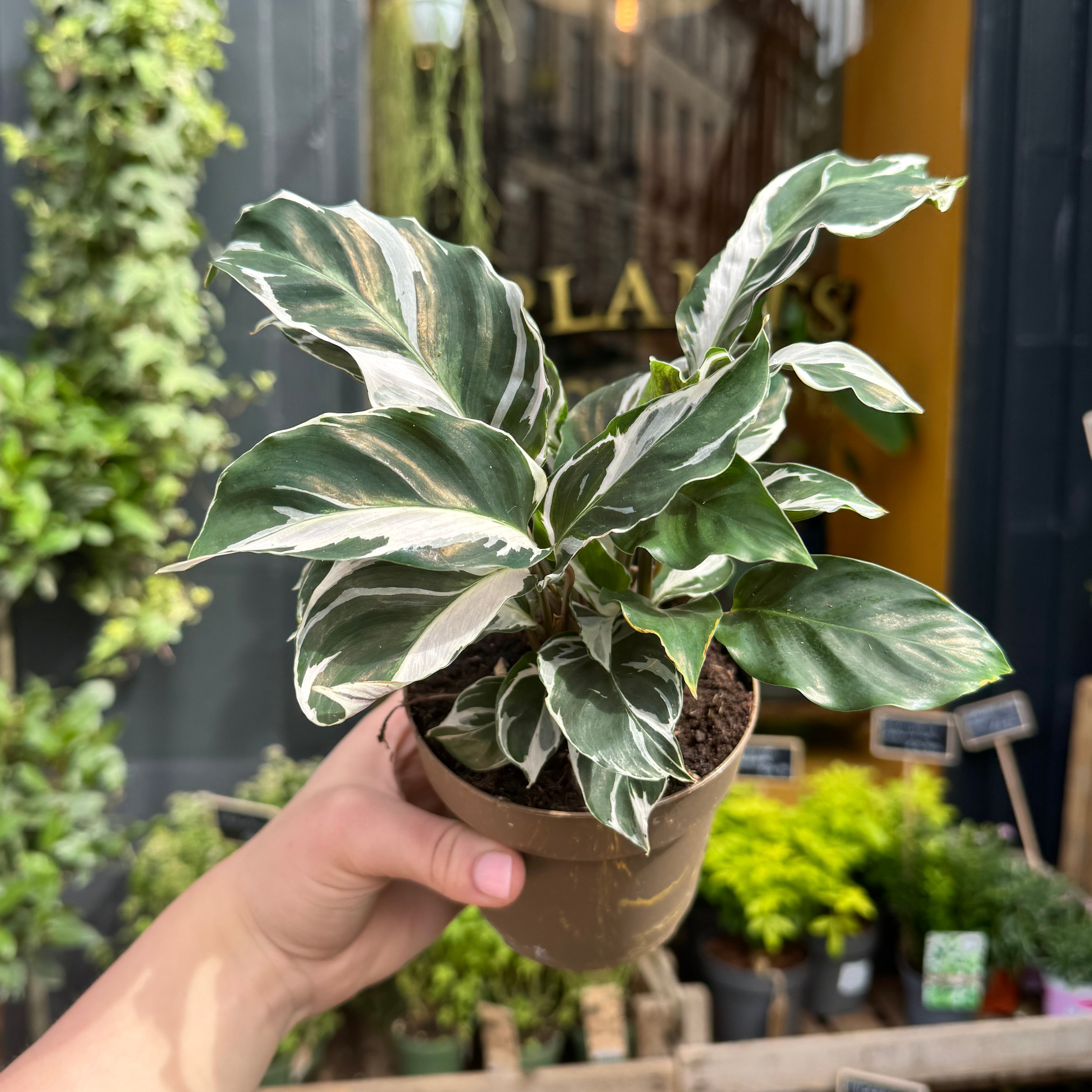 Calathea ‘White Fusion’ (11cm pot)