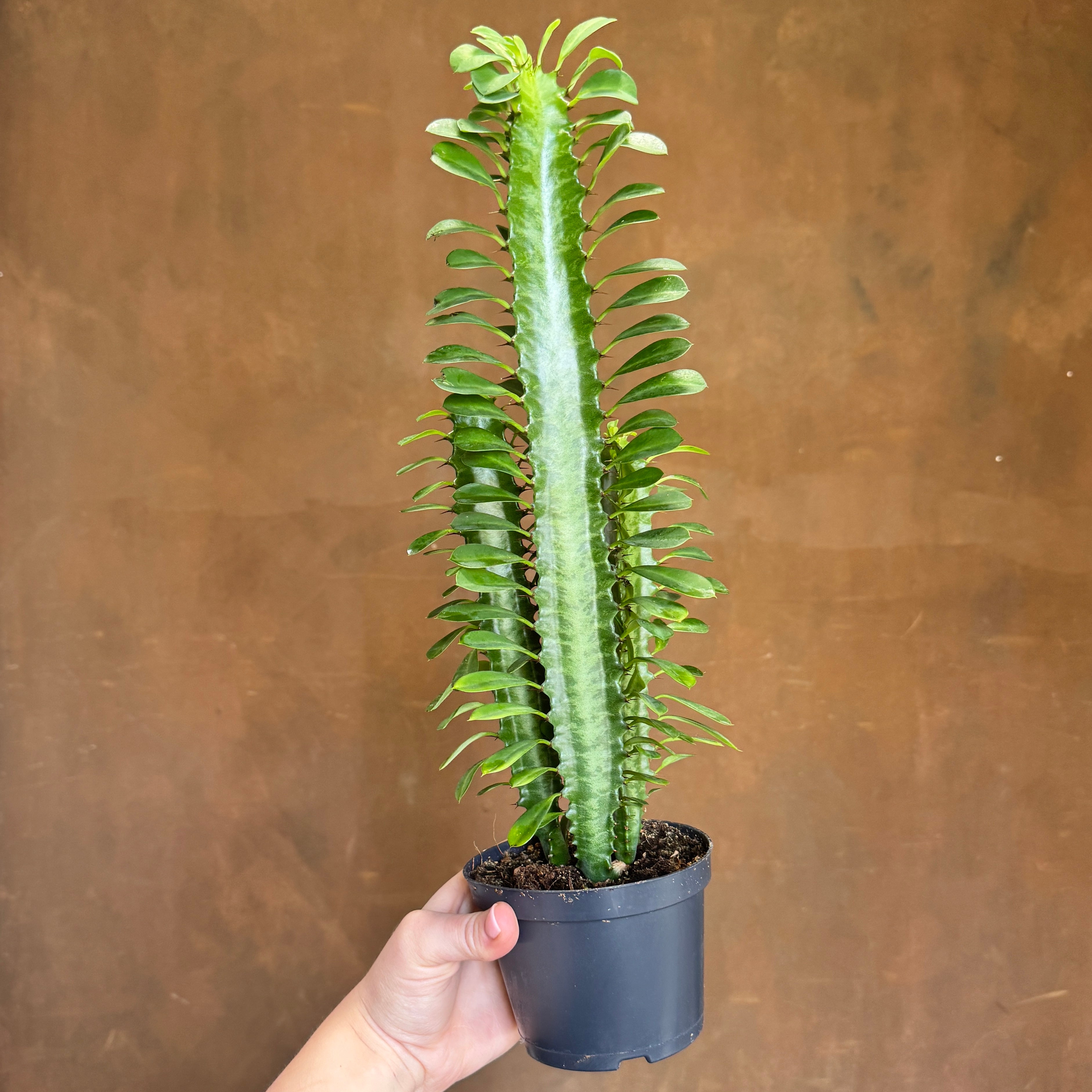 Euphorbia trigona