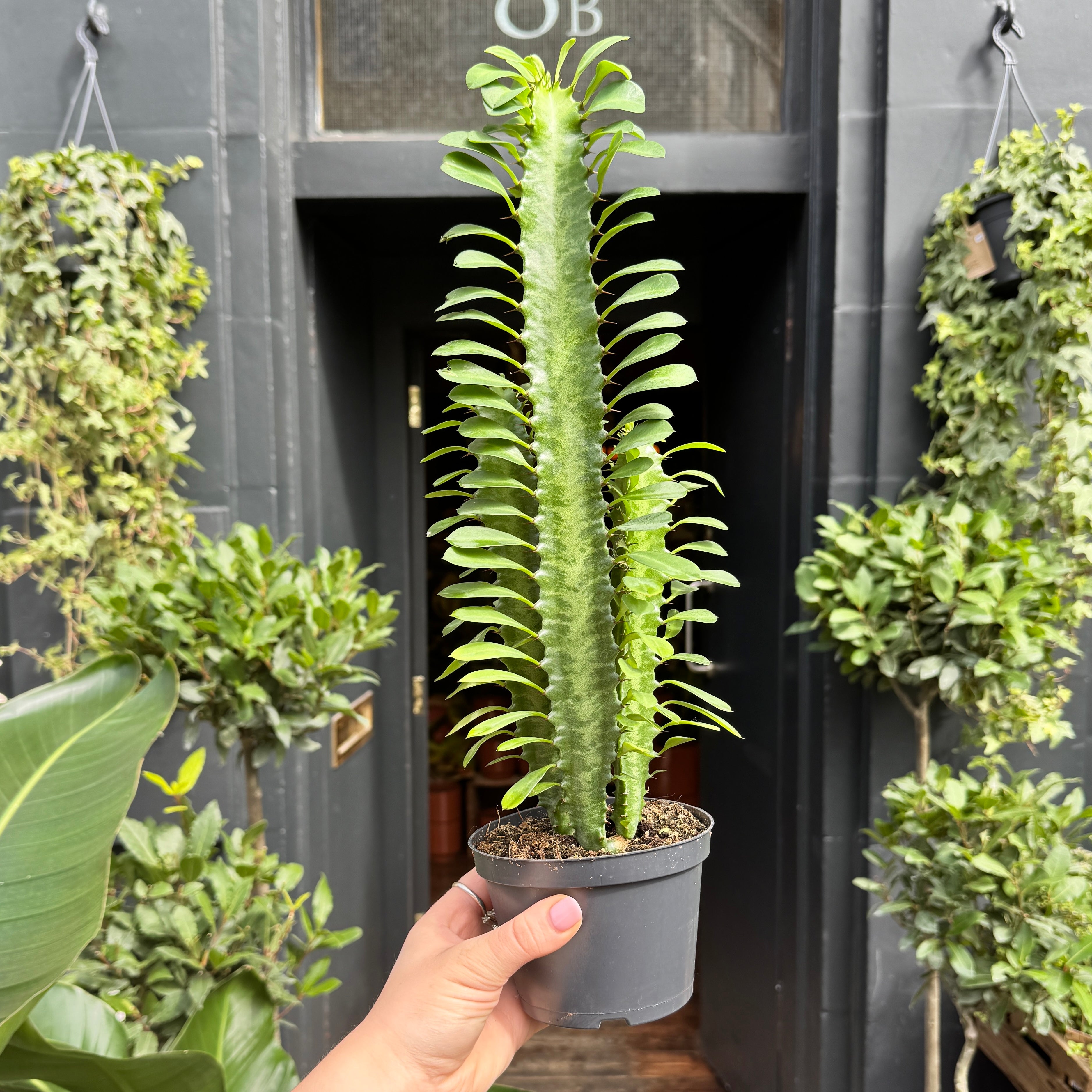 Euphorbia trigona