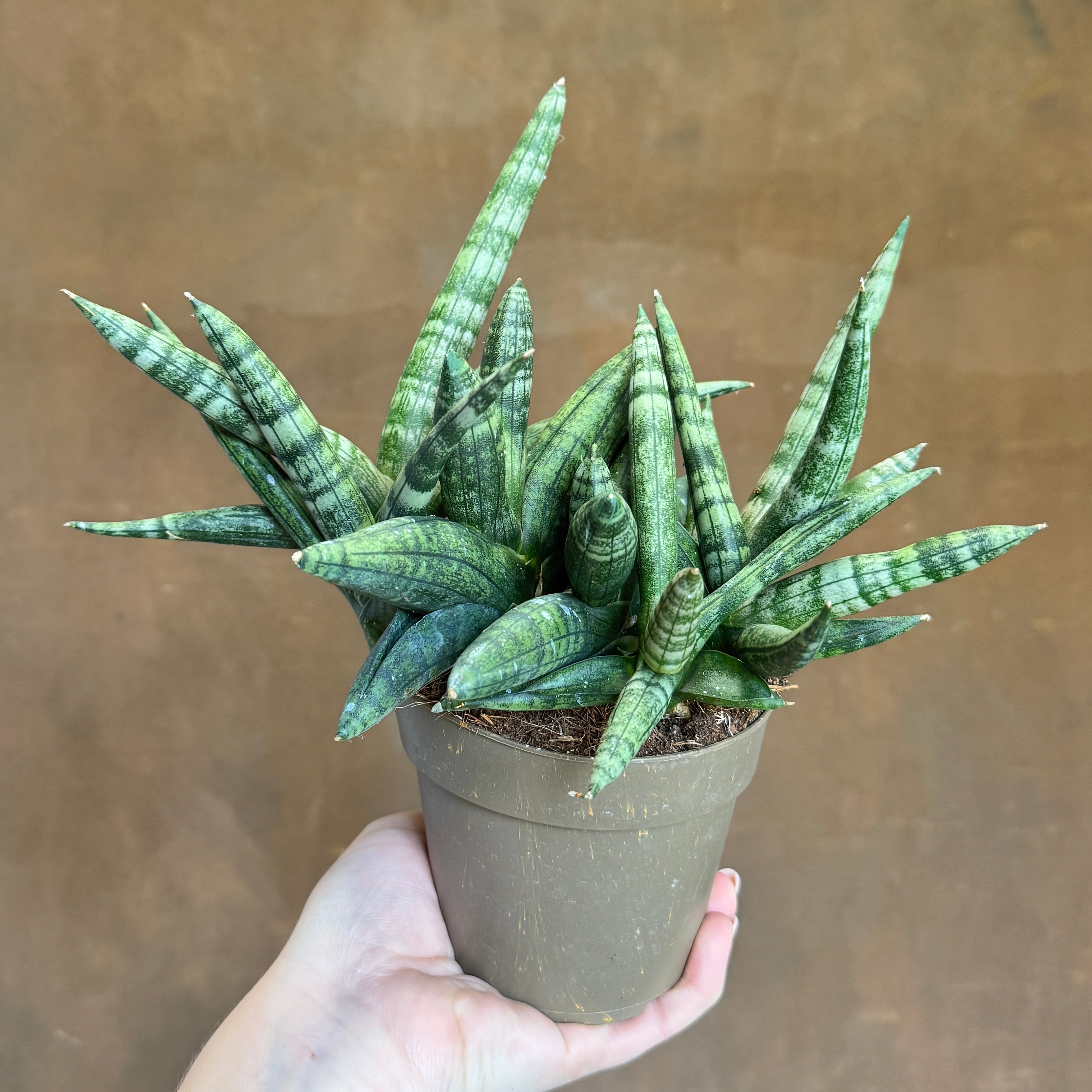 Sansevieria ‘Boncellensis' (9cm pot)