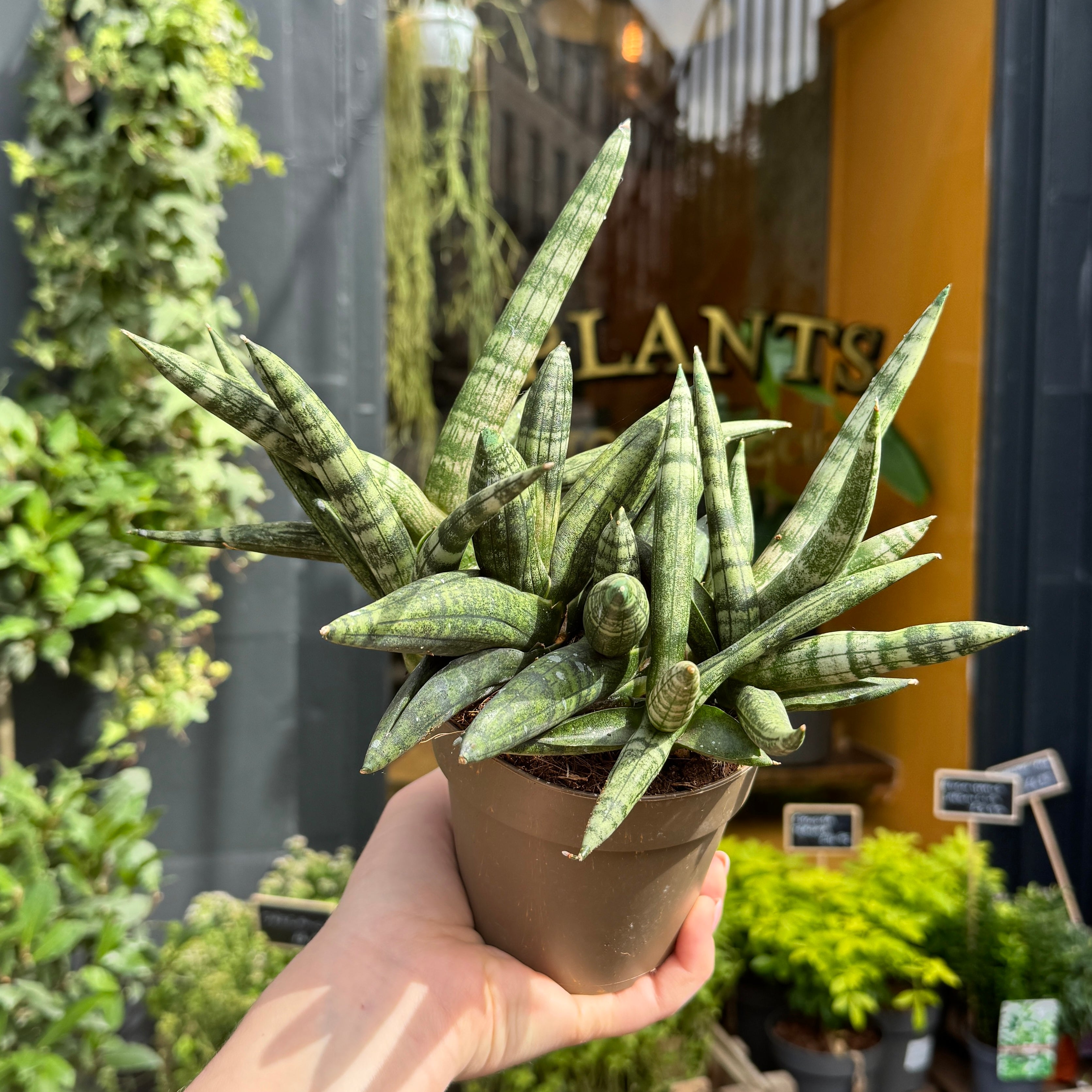 Sansevieria ‘Boncellensis' (9cm pot)