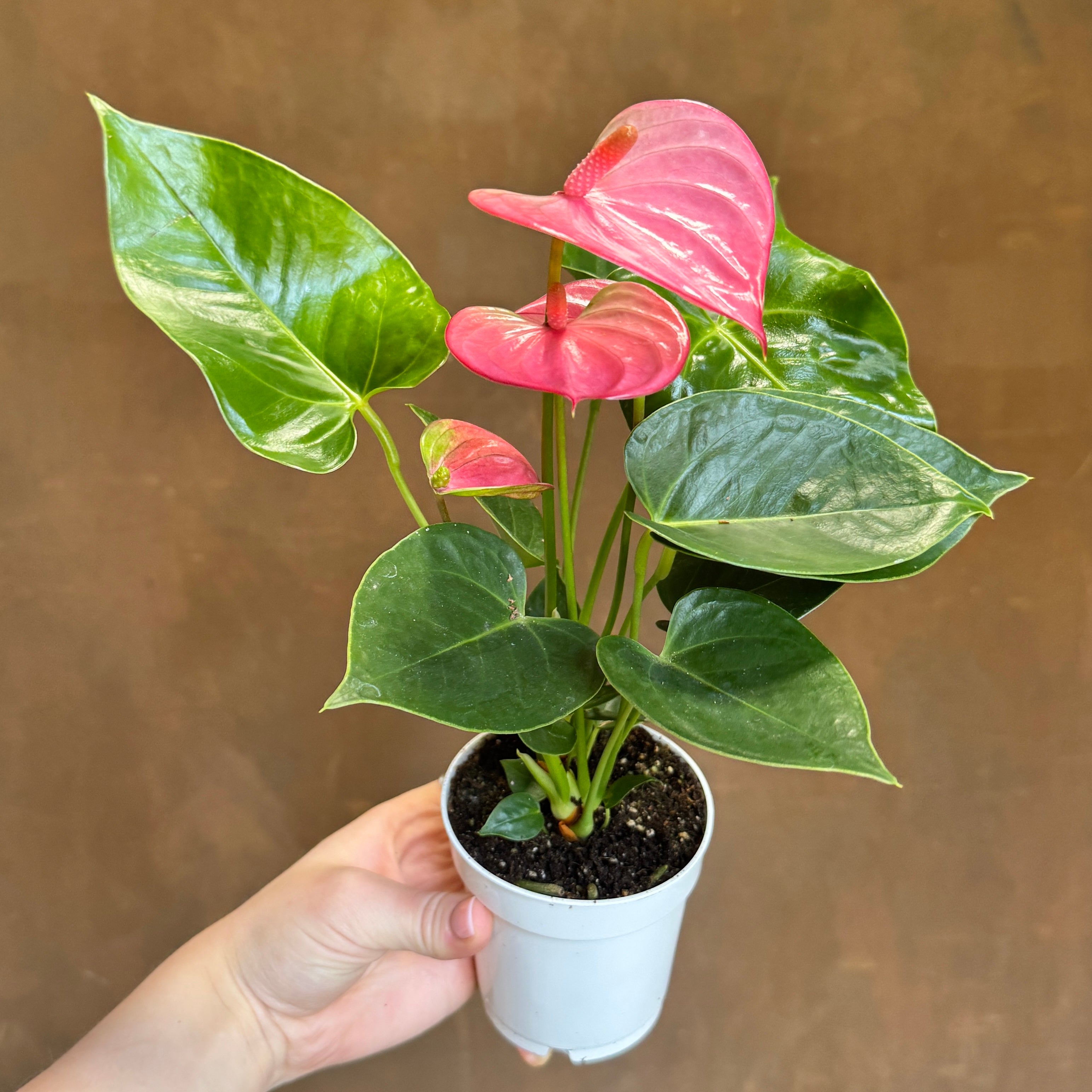Anthurium ‘Royal Pink Champion’ (9cm pot)