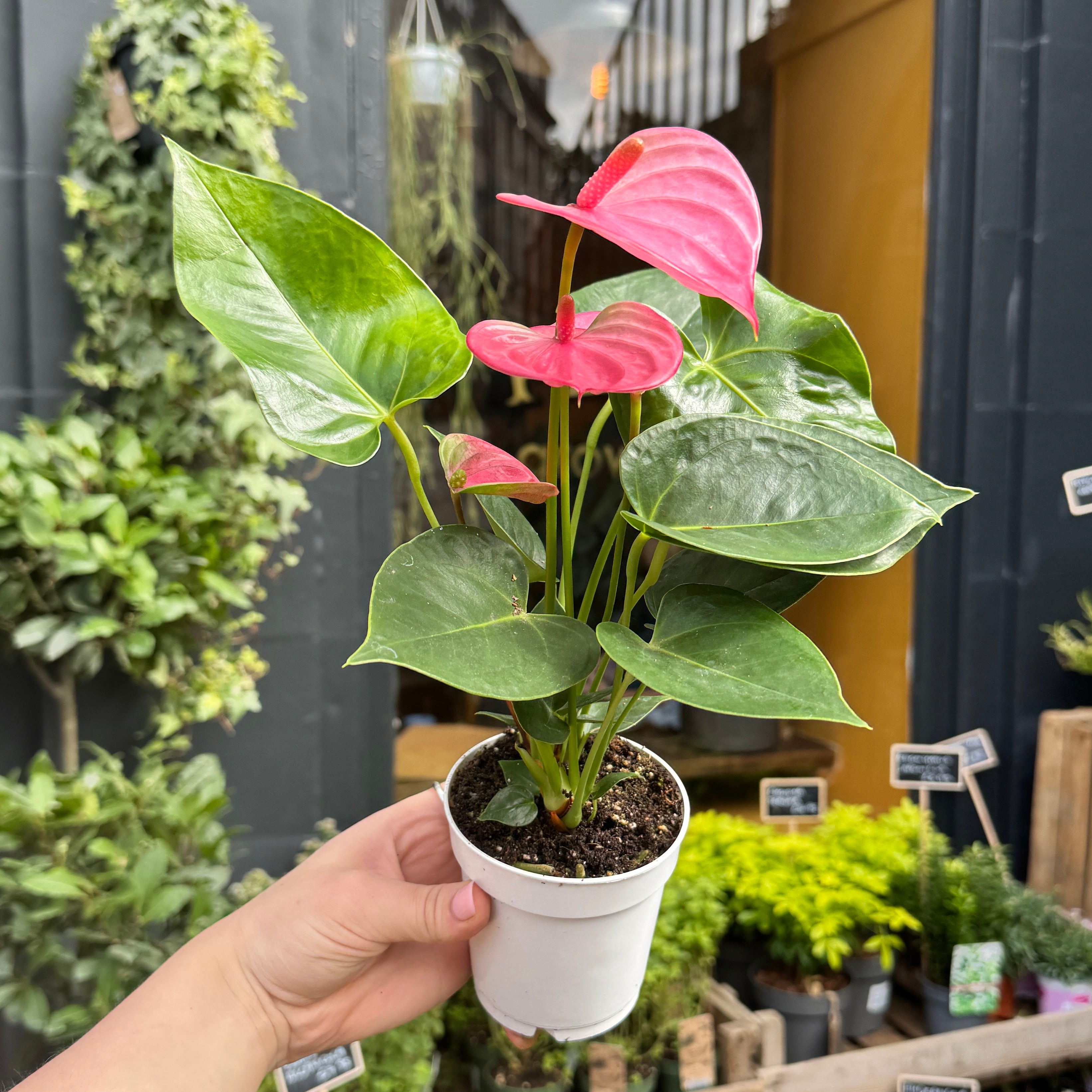 Anthurium ‘Royal Pink Champion’ (9cm pot)